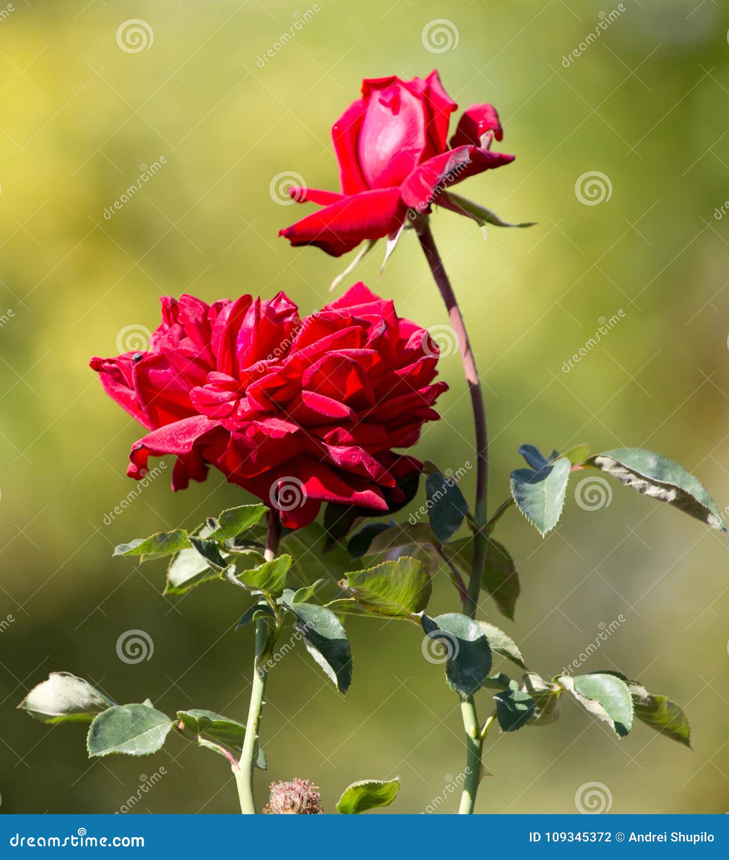Beautiful Red Rose in Nature Stock Photo Image of green, flower