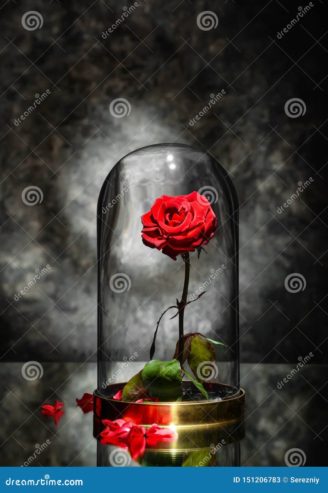 Beautiful Red Rose Under Glass Cap on Table Against Dark Grey ...