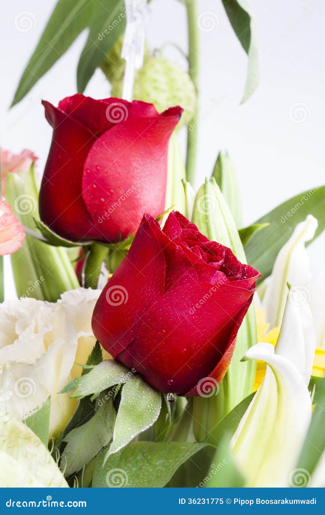 Beautiful Red Rose with Water Drops. Stock Image - Image of anniversary