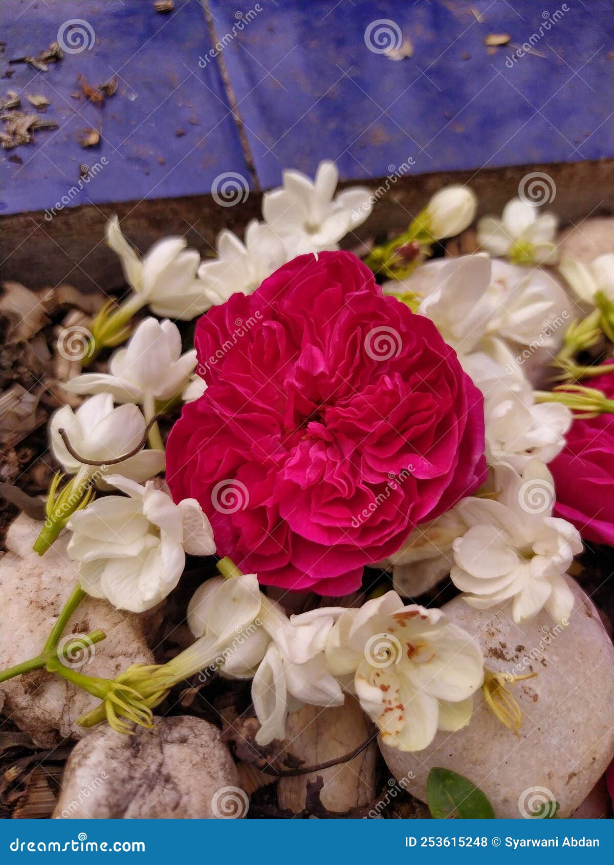 Beautiful Red Rose with White Jasmine Stock Photo Image of flora