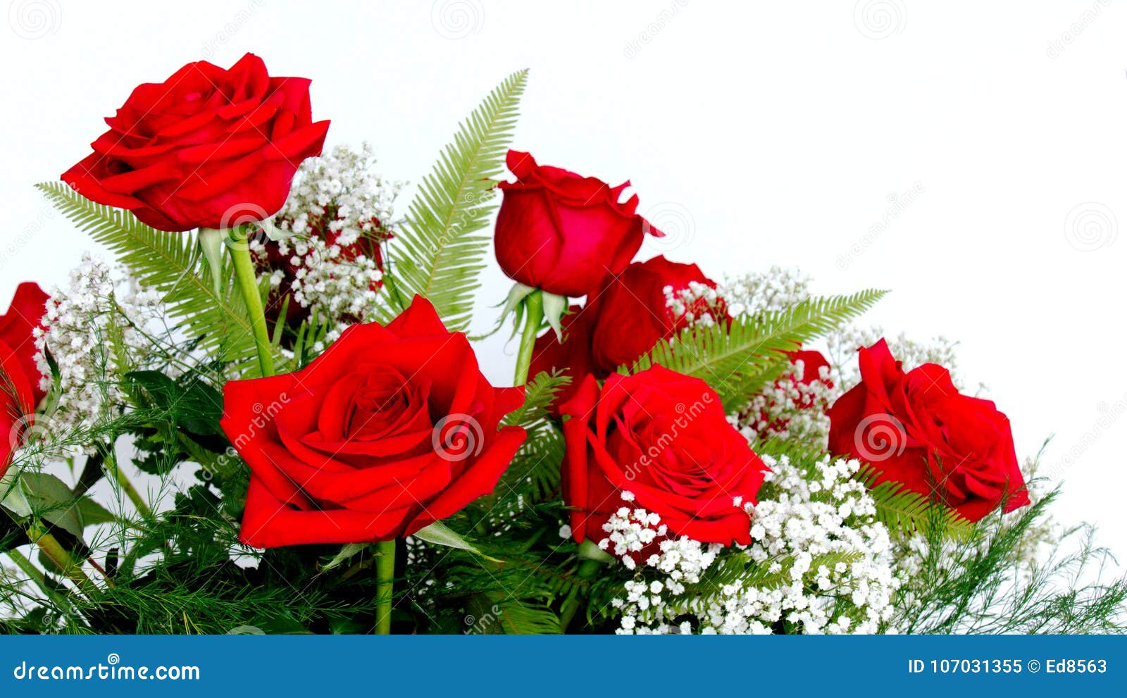 Beautiful Red Roses Rosaceae Rosoideae Rosa Arranged with White Baby`s ...