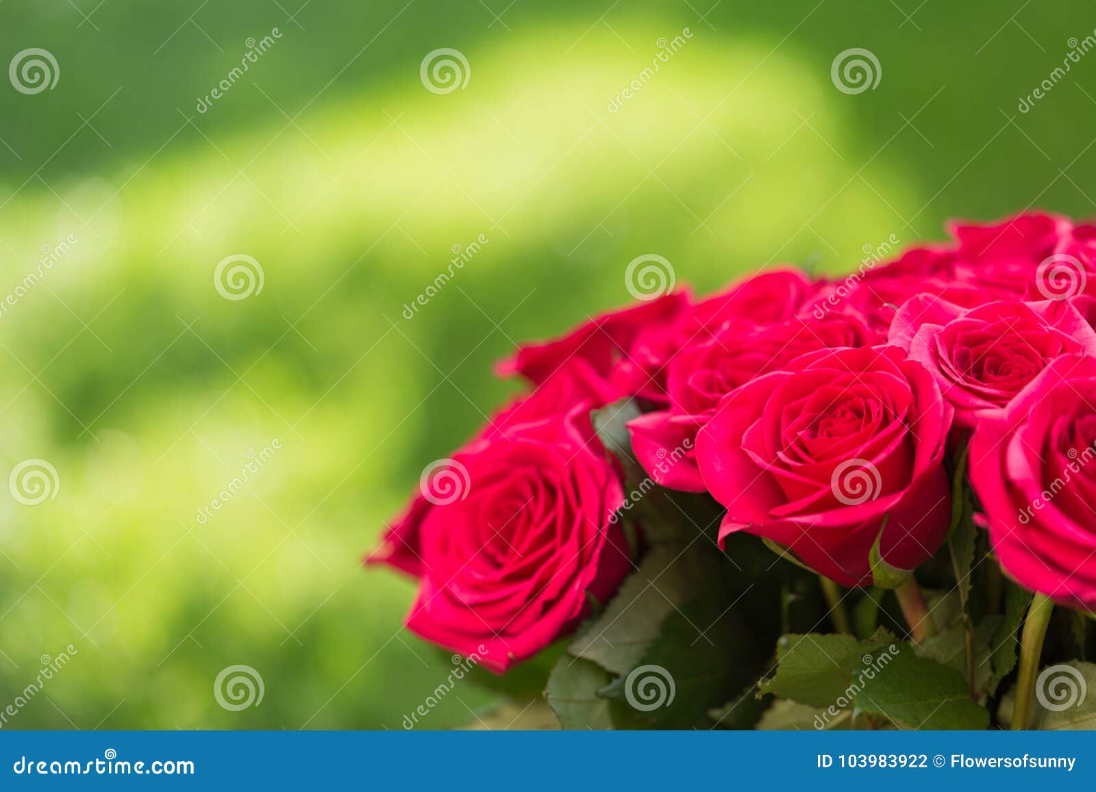 Beautiful Red Roses Bouquet in Natural Light, Love and Romantic ...