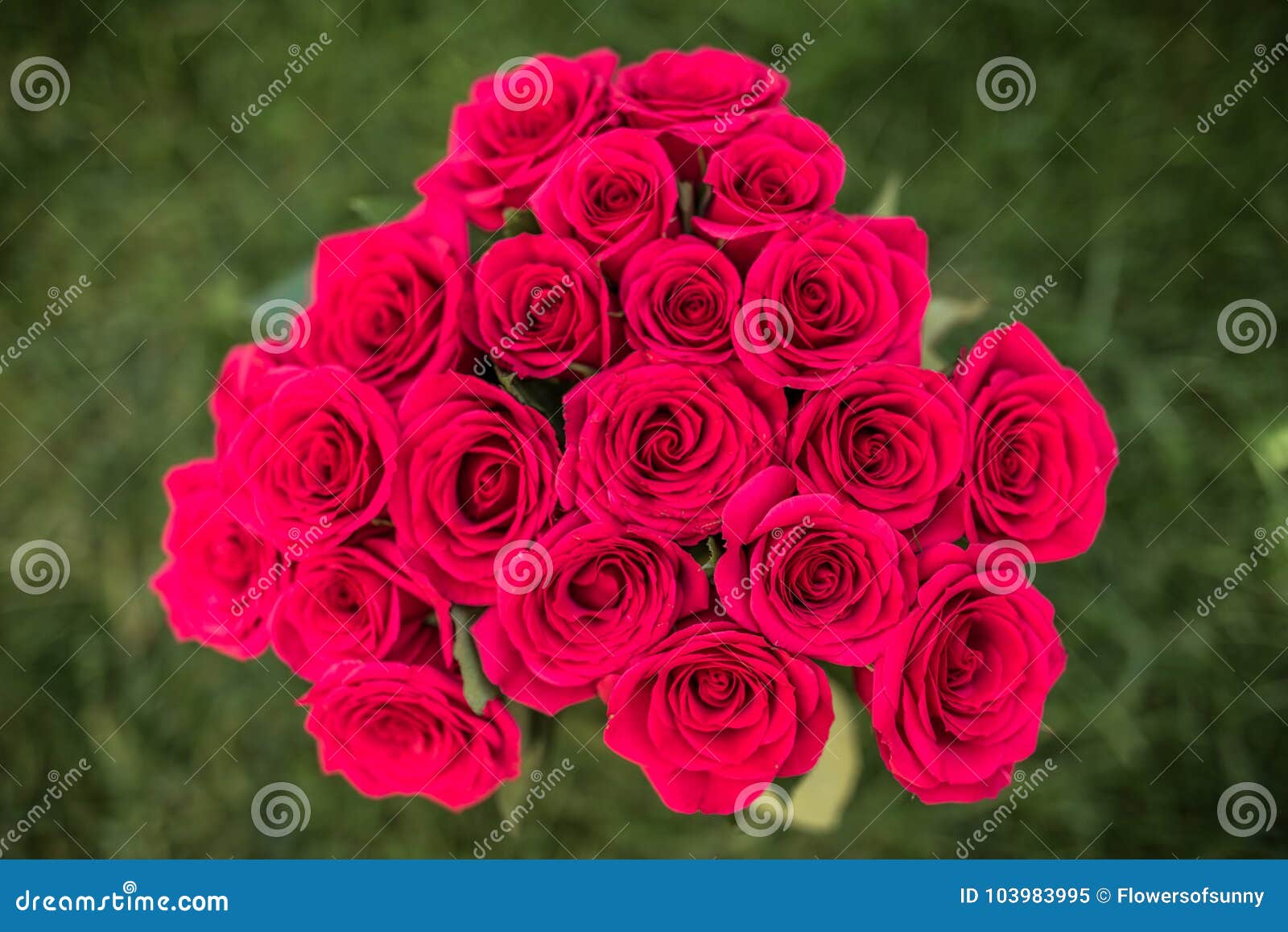 Beautiful Red Roses Bouquet in Natural Light, Love and Romantic ...