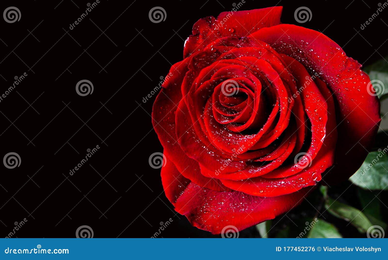Beautiful Red Roses with Drops of Water on Black Background Stock Photo -  Image of anniversary, romantic: 177452276
