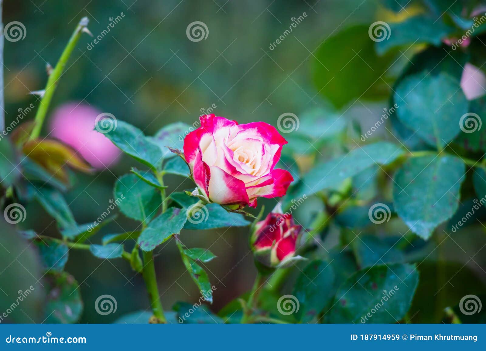 Beautiful Red Roses Flower in the Garden Stock Image Image of flower