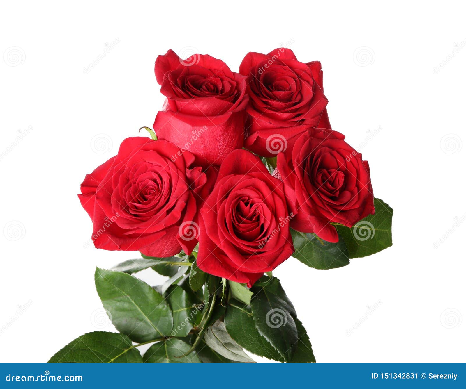 Beautiful Red Roses on White Background Stock Image Image of rose