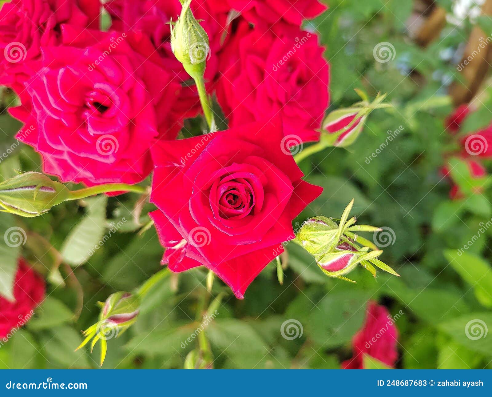 Free Images : flower, romance, background, beautiful, valentine, bloom,  bush, nature, beauty, love, blossom, black, color, romantic, spring,  decoration, water, fresh, greeting, autumn red roses, green, petal, floral,  closeup, summer, gift, natural