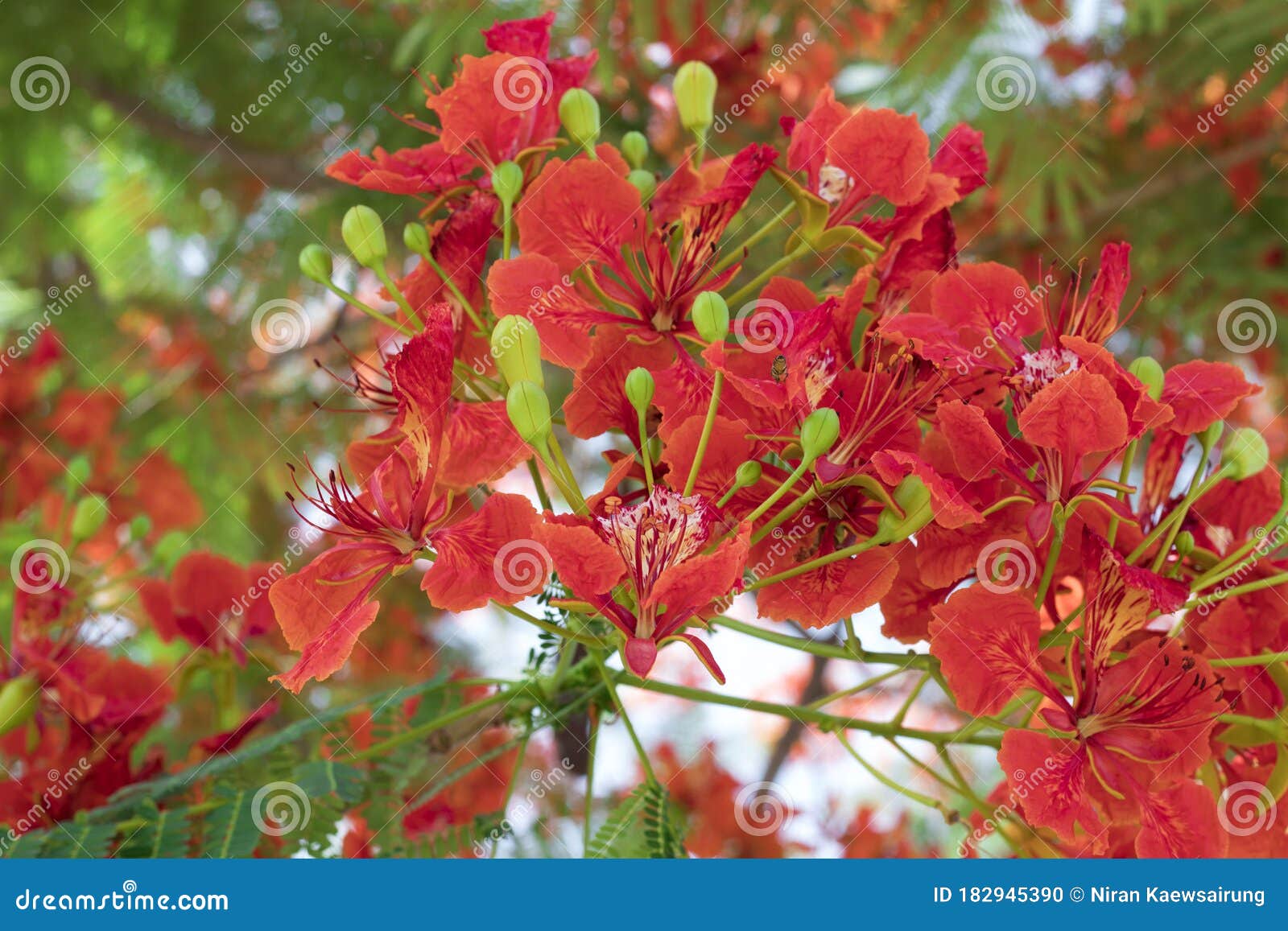 575 Gulmohar Flowers Photos Free Royalty Free Stock Photos From Dreamstime