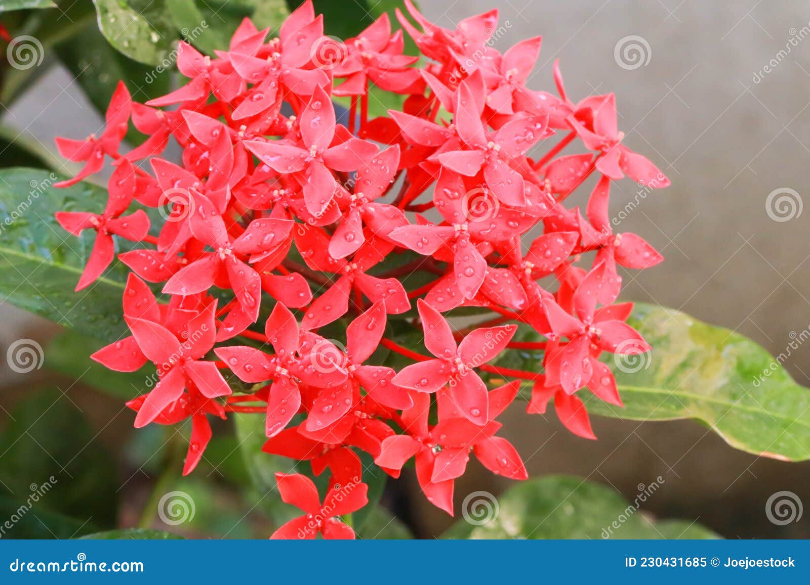 Beautiful Red Spike Flower Ixora Blooming in the Garden Stock Image - Image  of botany, floral: 230431685