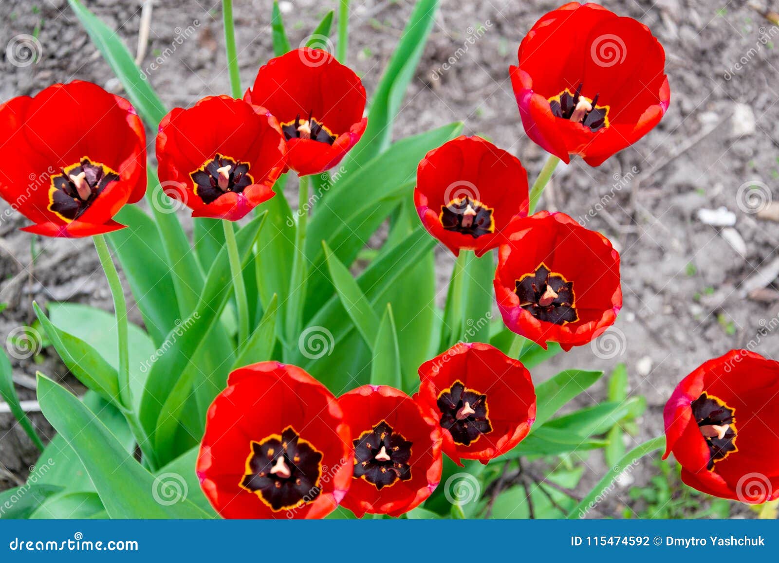 beautiful red tulips, darwin hybrid red tulips in a flowerbed