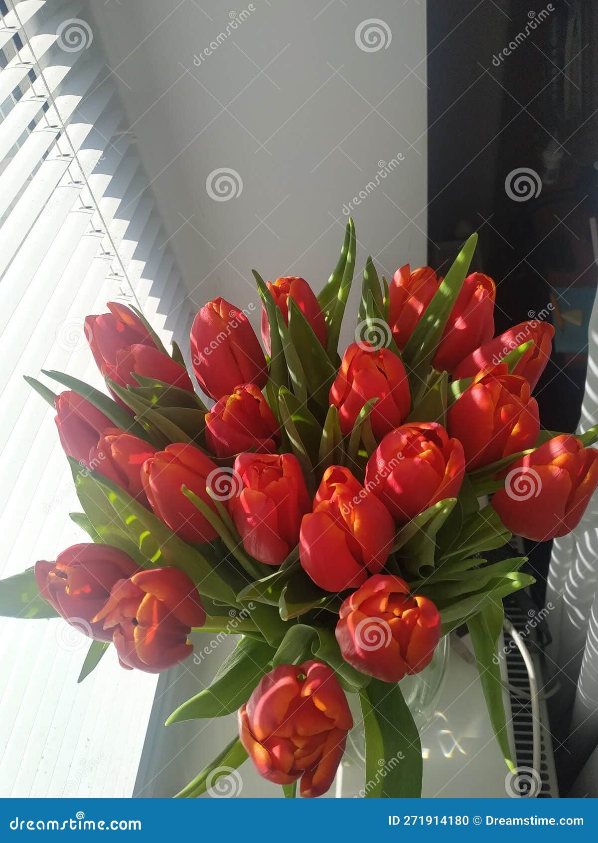 Beautiful Red Tulips Near the Window. Stock Photo Image of flowers