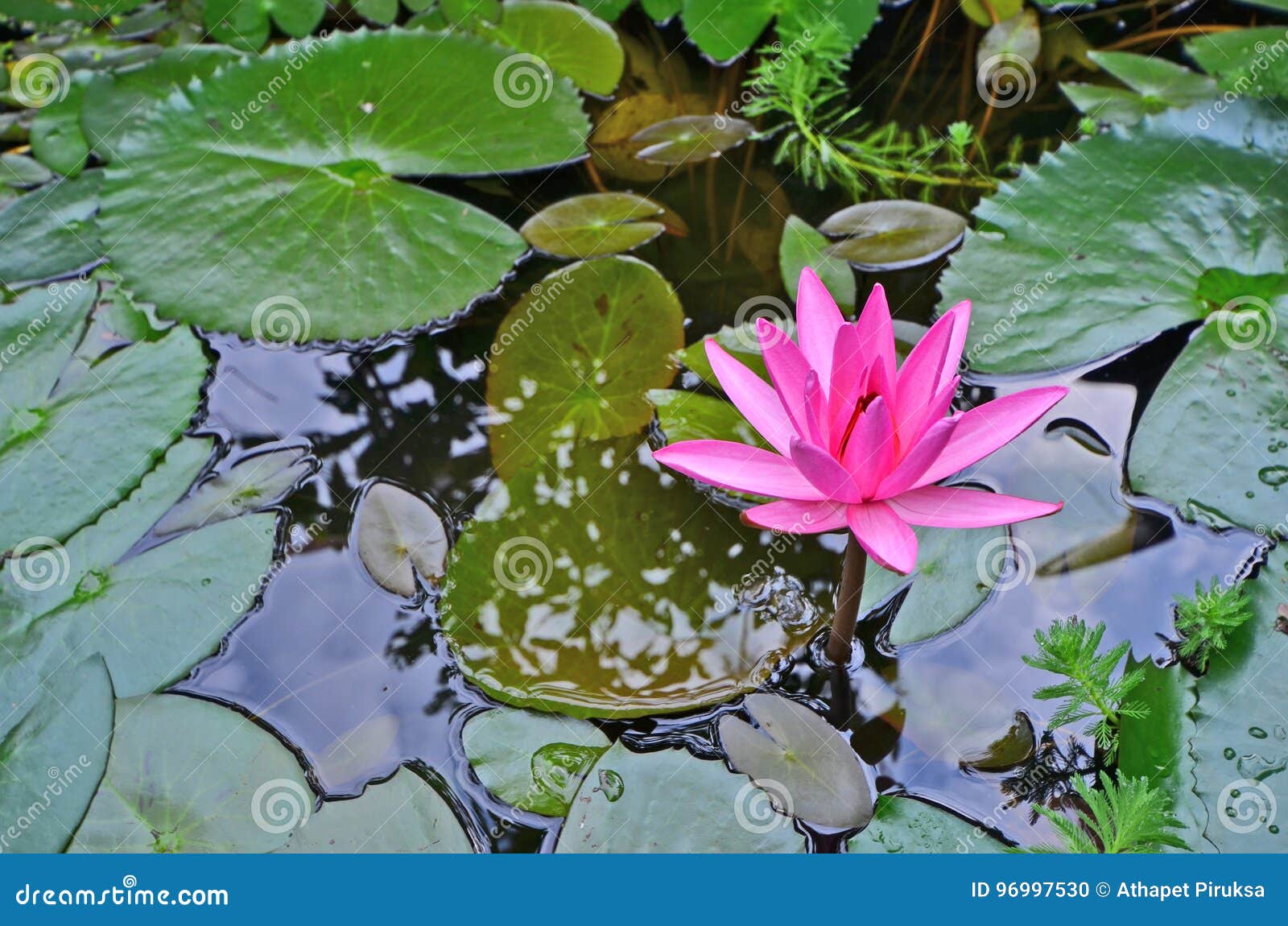 Beautiful Red Water Lily with Leaves Stock Photo Image of colorful