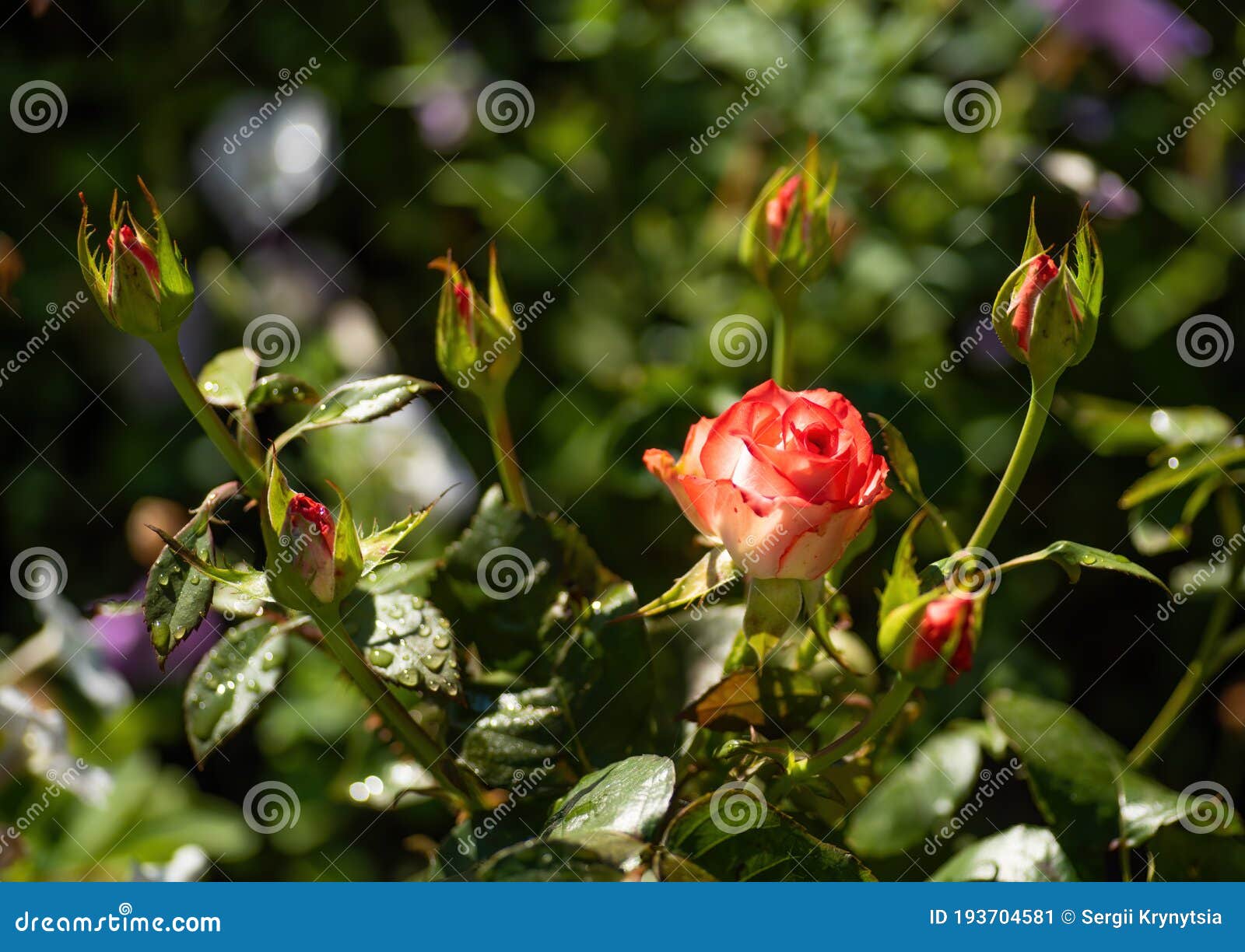 182,700+ Rose Buds Stock Photos, Pictures & Royalty-Free Images