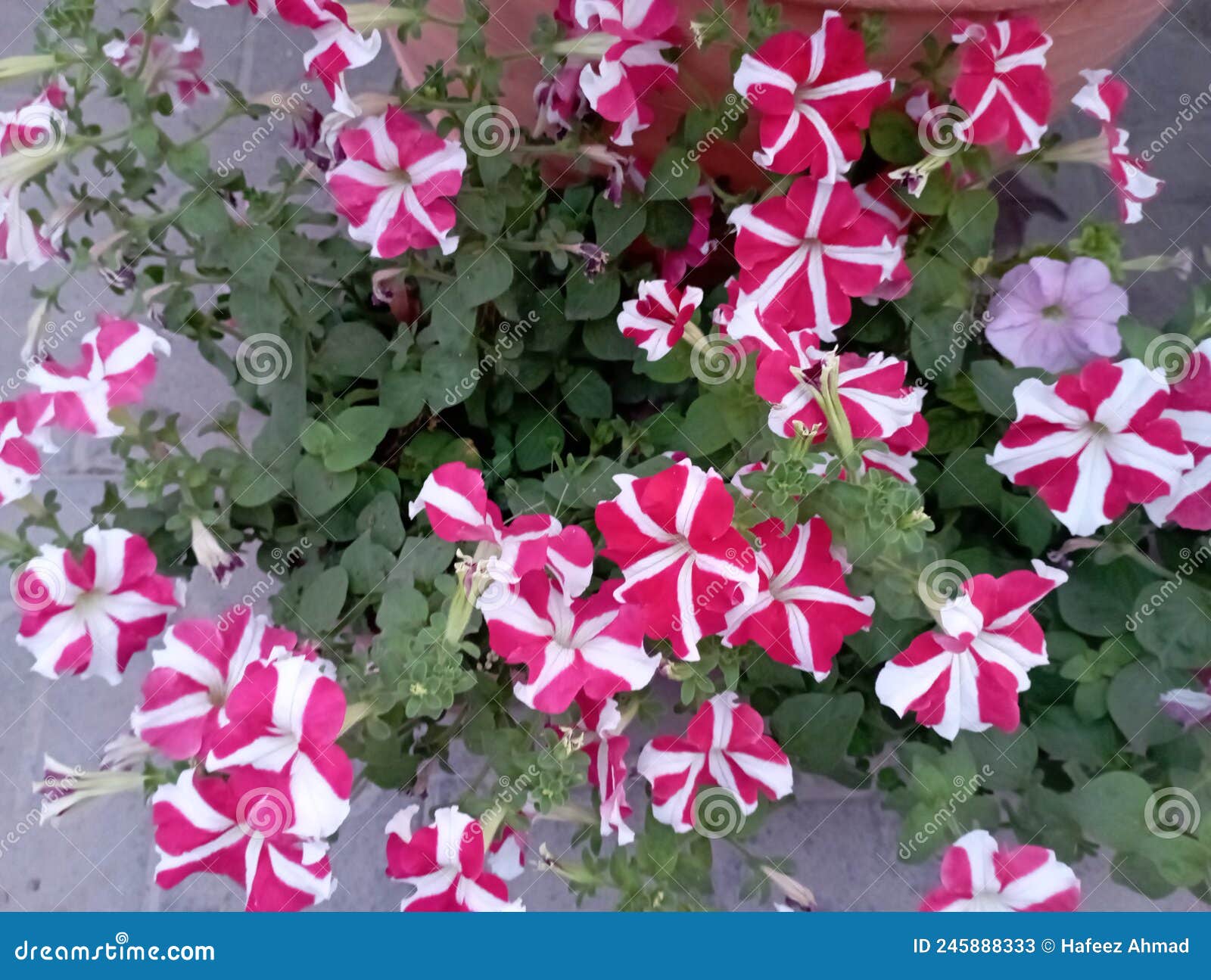 Beautiful Red and White Striped Flower& X27;s Stock Image Image of