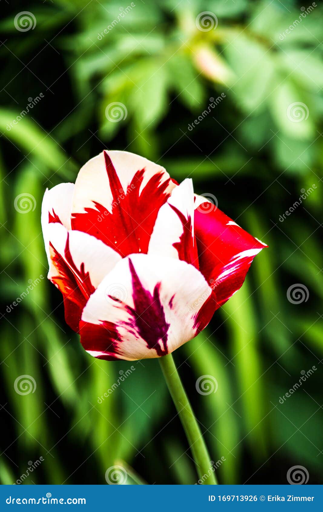 beautiful red and white tulip
