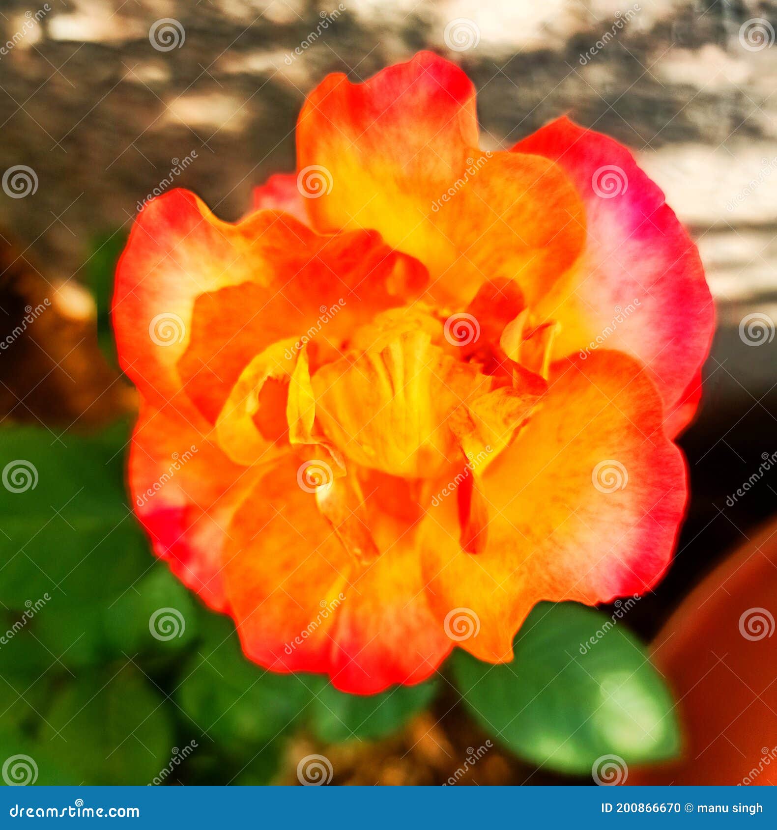 Beautiful red yellow rose stock photo. Image of leaf 200866670
