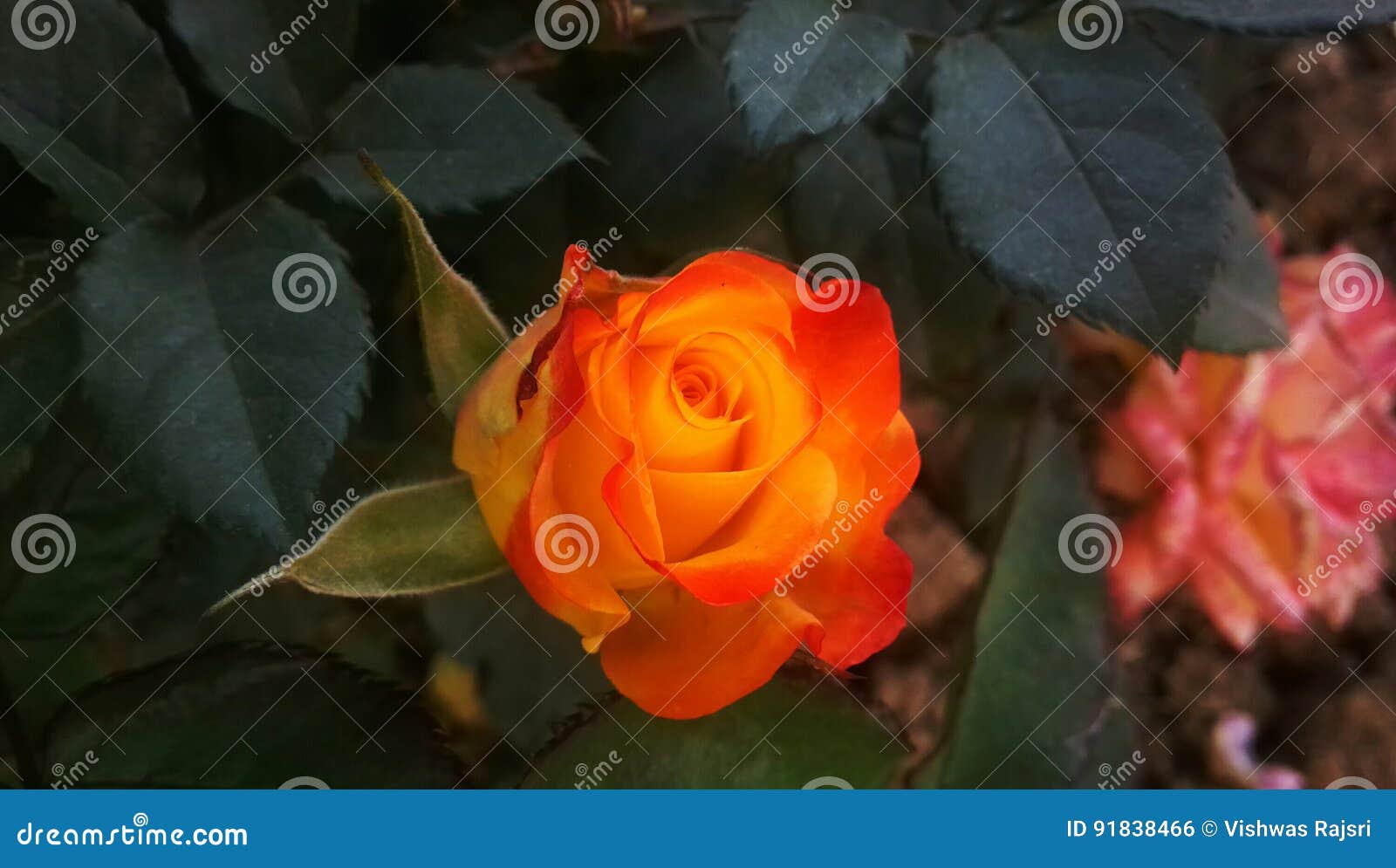 Beautiful RedYellow Rose stock photo. Image of sunsets 91838466