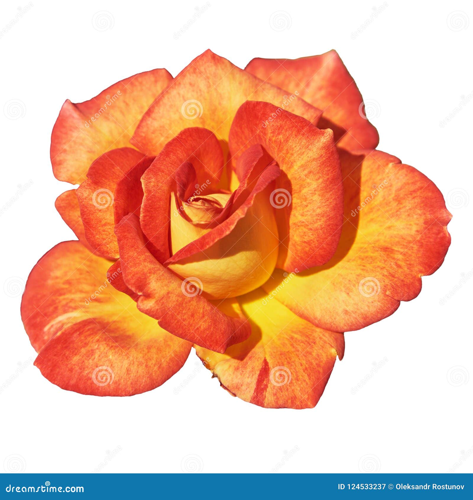 Beautiful red yellow rose stock image. Image of fine 124533237