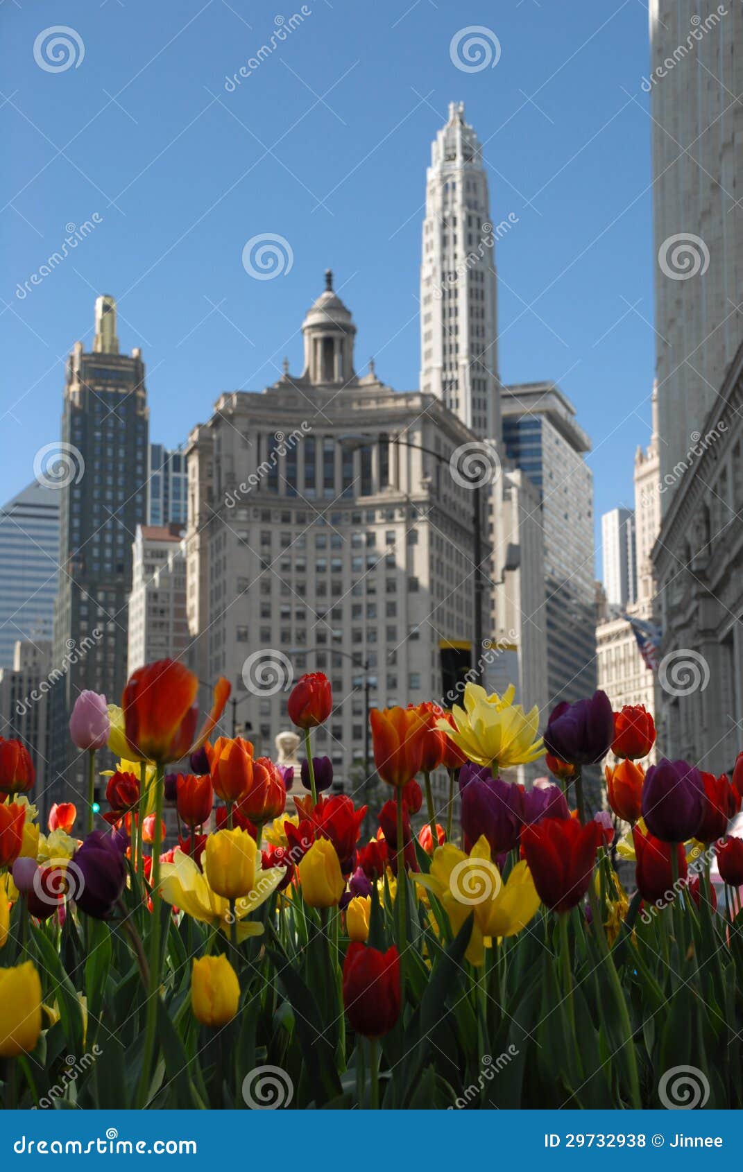 Beautiuful Chicago with Tulips in Spring Stock Photo Image of easter, flower 29732938