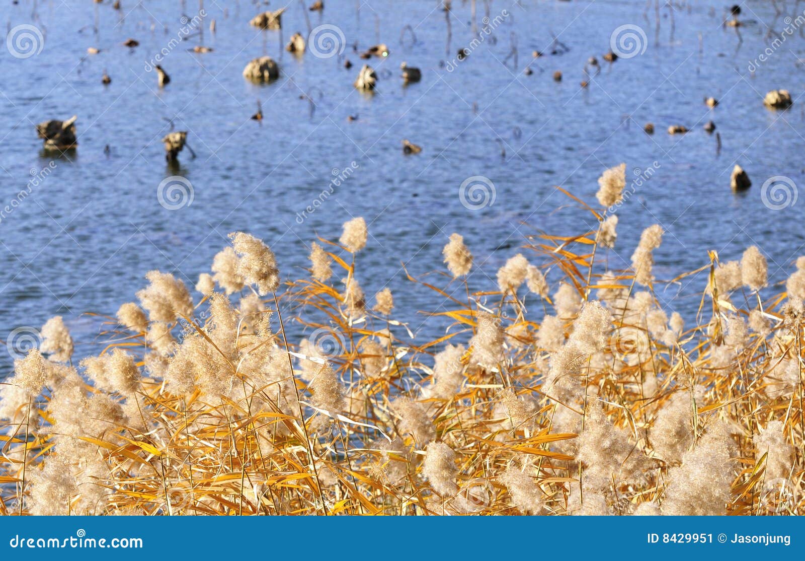 Beautiful Reed flower stock image. Image of reef, flower 8429951