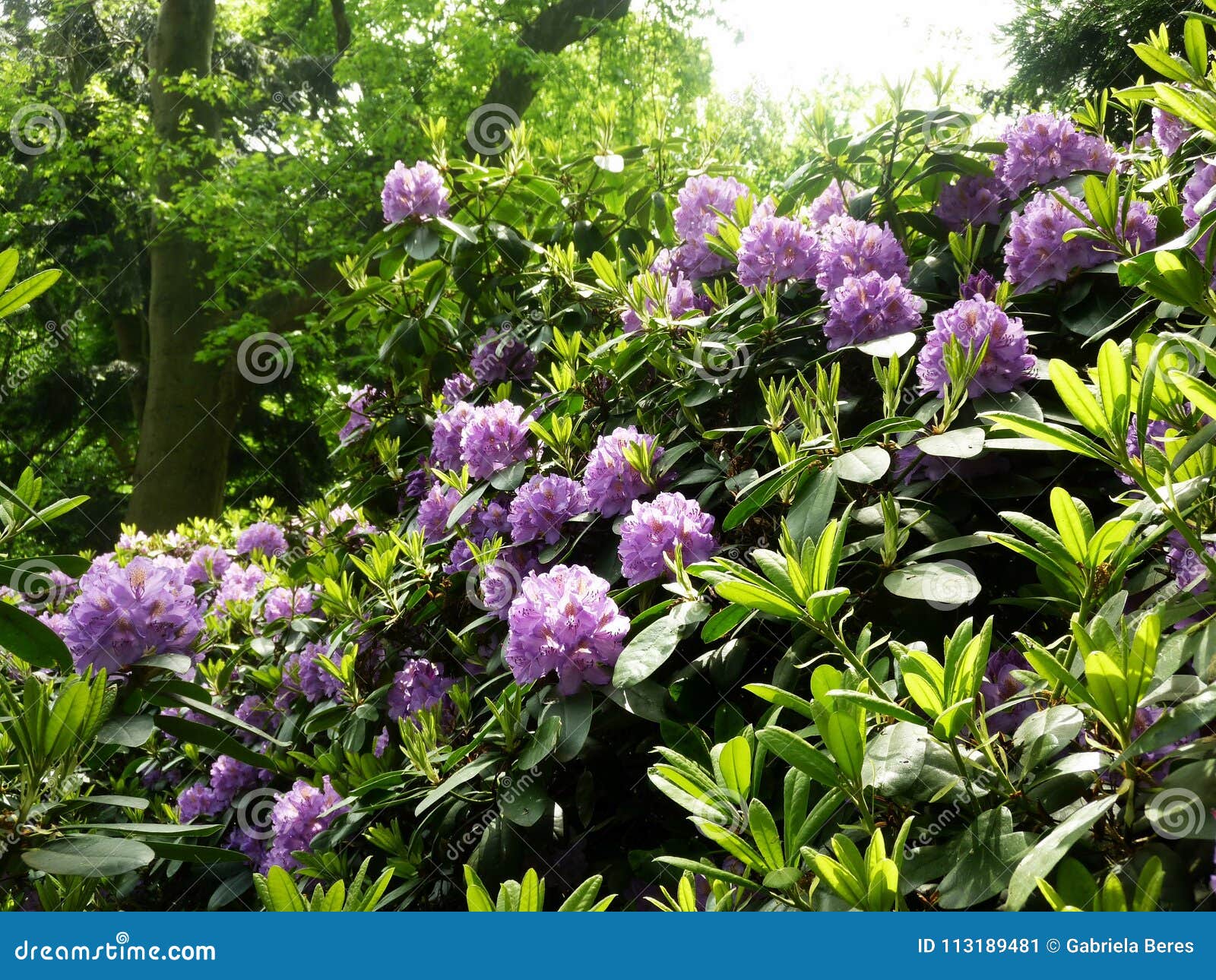 beautiful rhododendron flower bushes in a garden