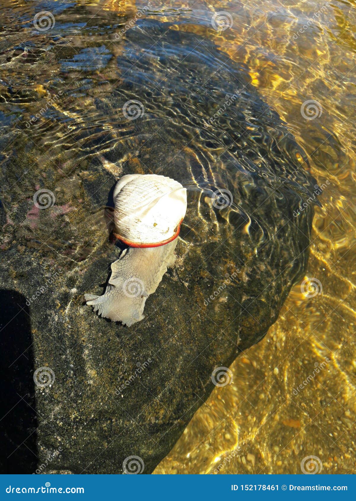 beautiful river animal perched on a stone.