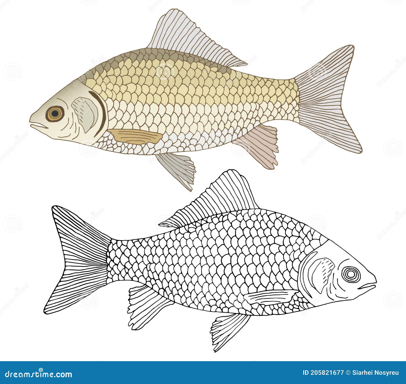 beautiful river crusian carp with scales, hand drawing. set of fish in color and black and white, .  