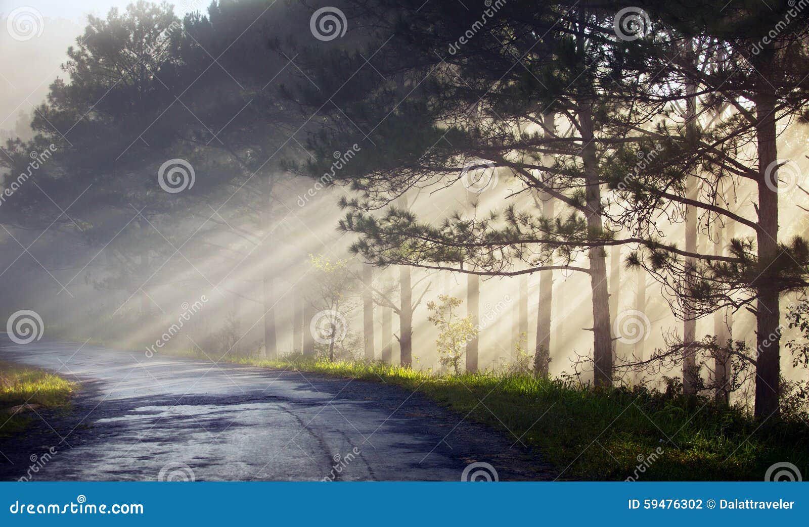 Beautiful Road through Pine Forest Stock Photo Image of impression