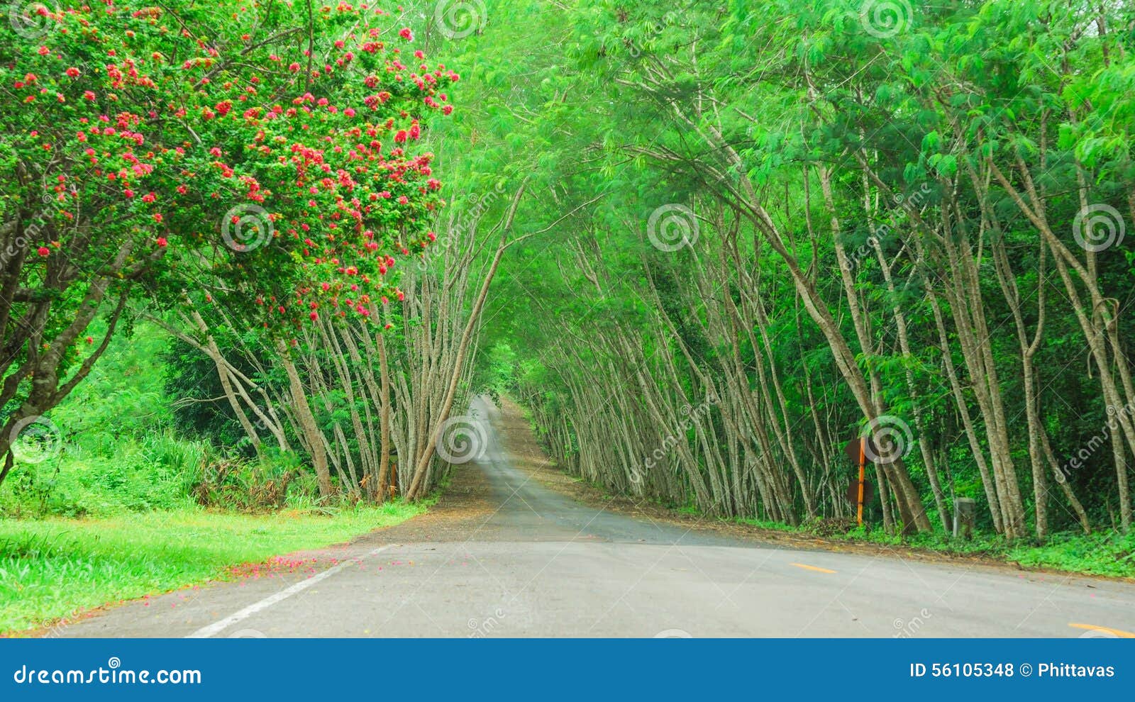 Beautiful Road and Tree Tunel As Background Texture Stock Photo - Image of  environment, tunel: 56105348