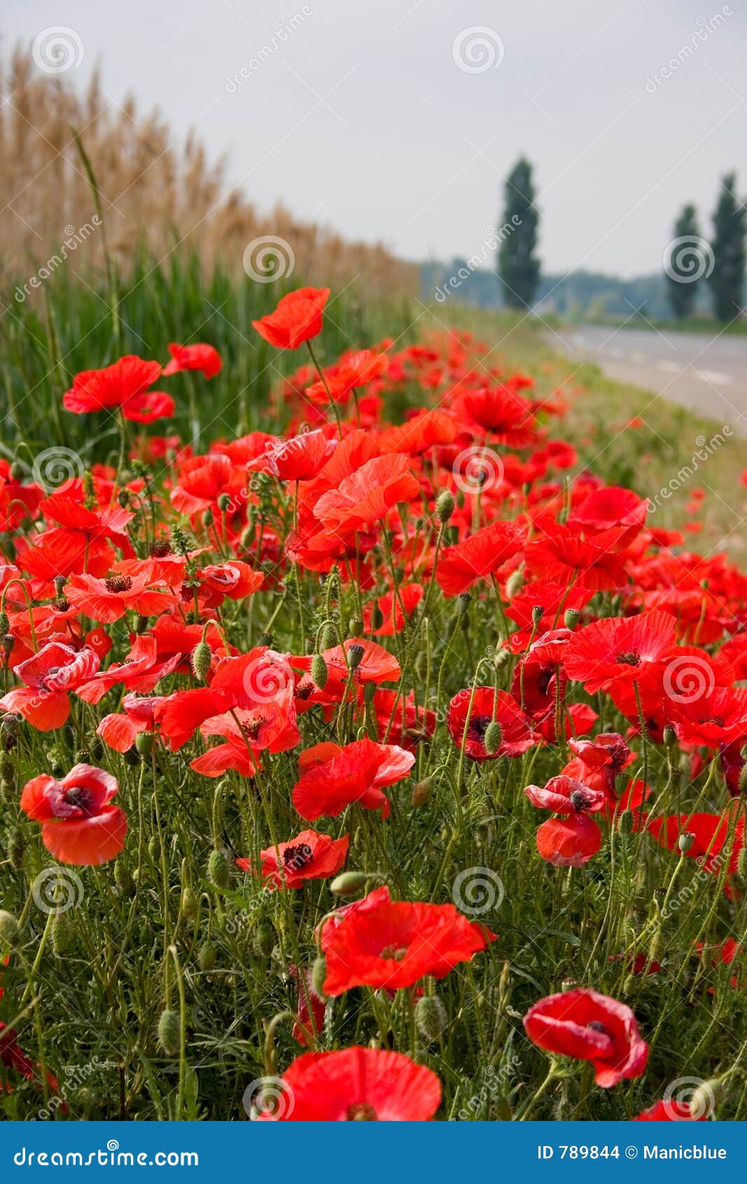 Image result for Roadside Poppy