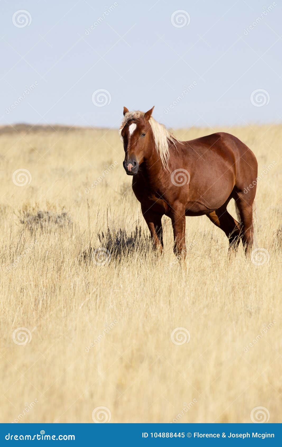 beautiful roan wild horse near cody, wyoming, in american west