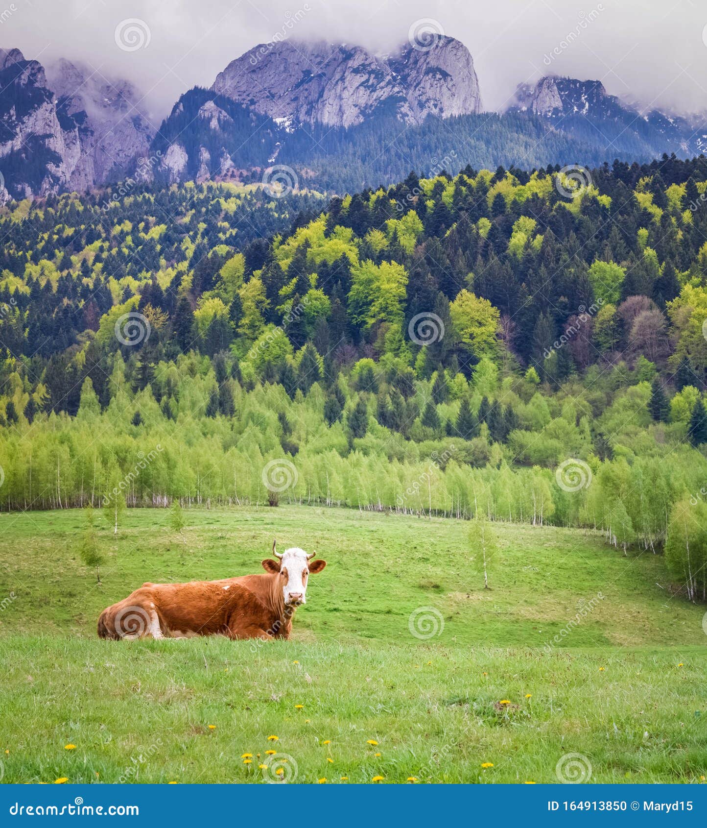 Europe cow old romanian traditonal hi-res stock photography and images -  Alamy