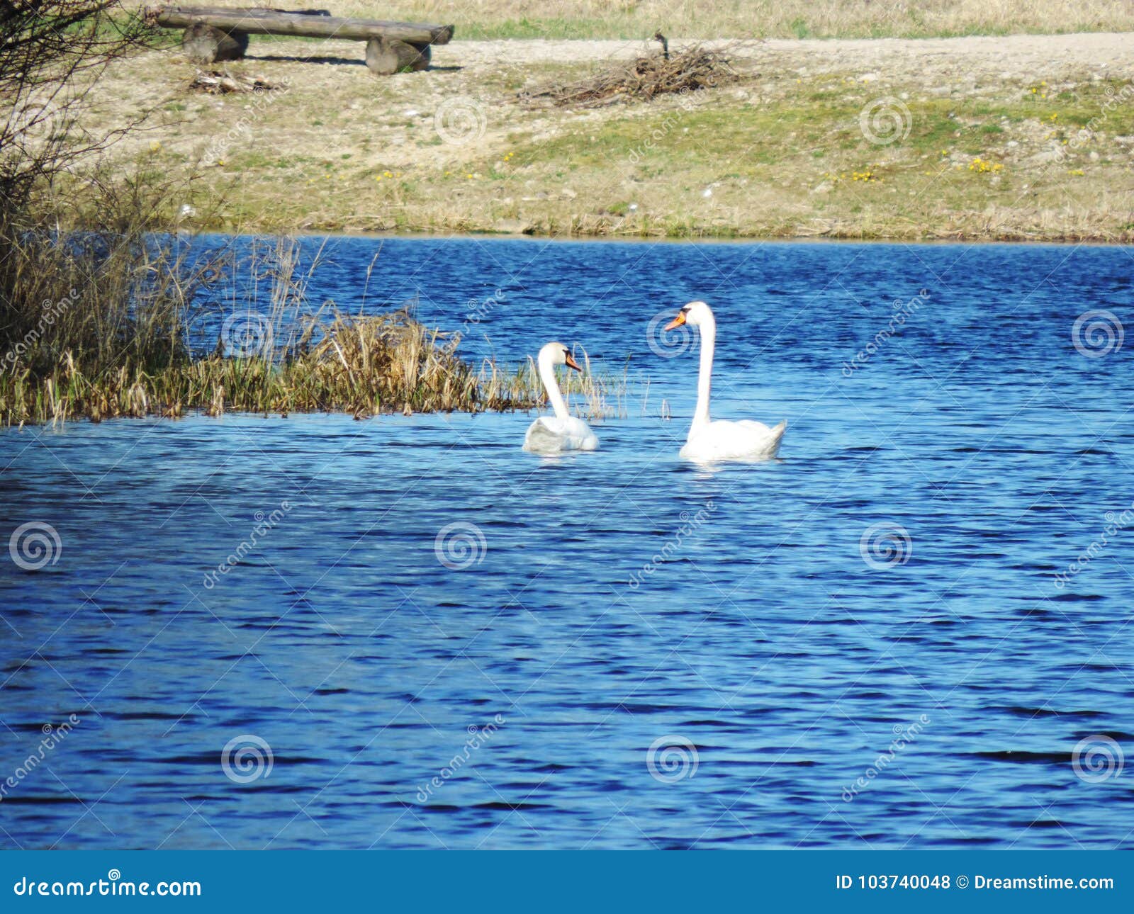 mute swans in the baltic sea