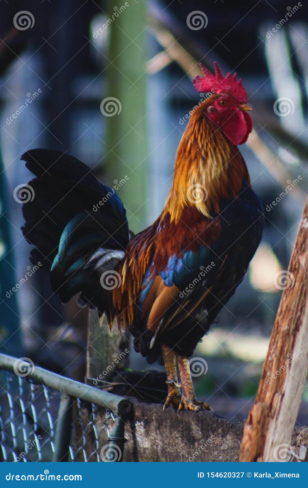 rooster preparing to sing