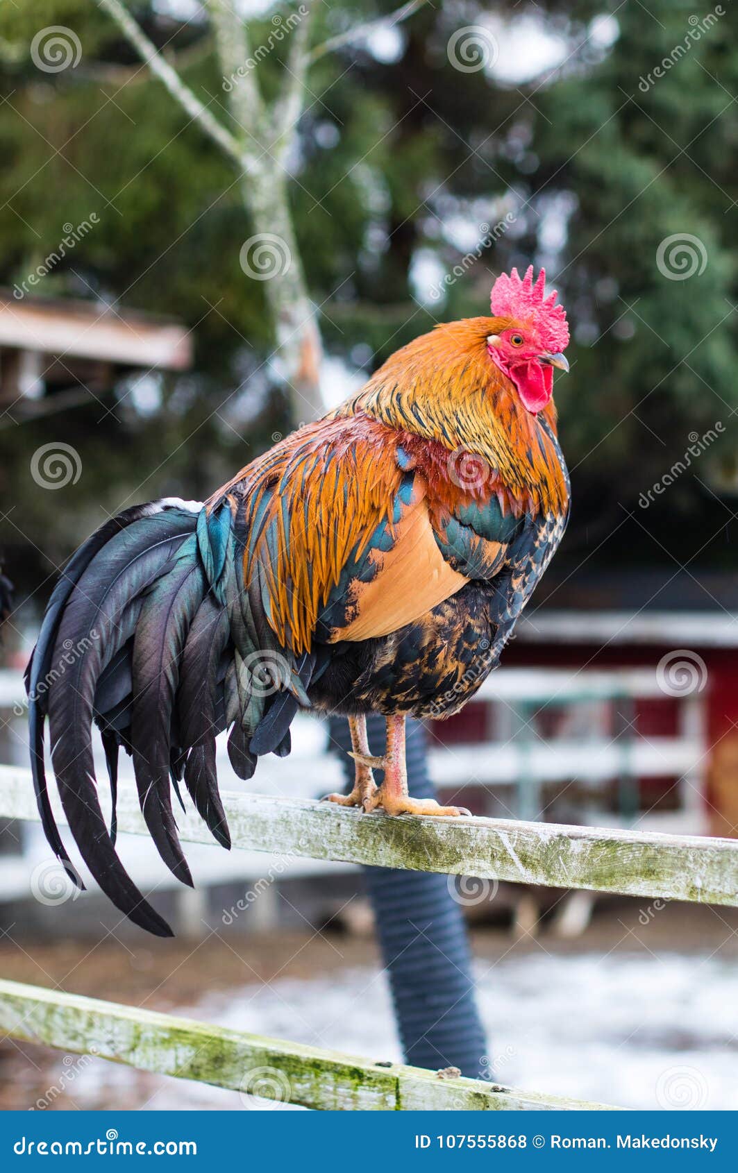 beautiful rooster portrait. colorfull chicken.