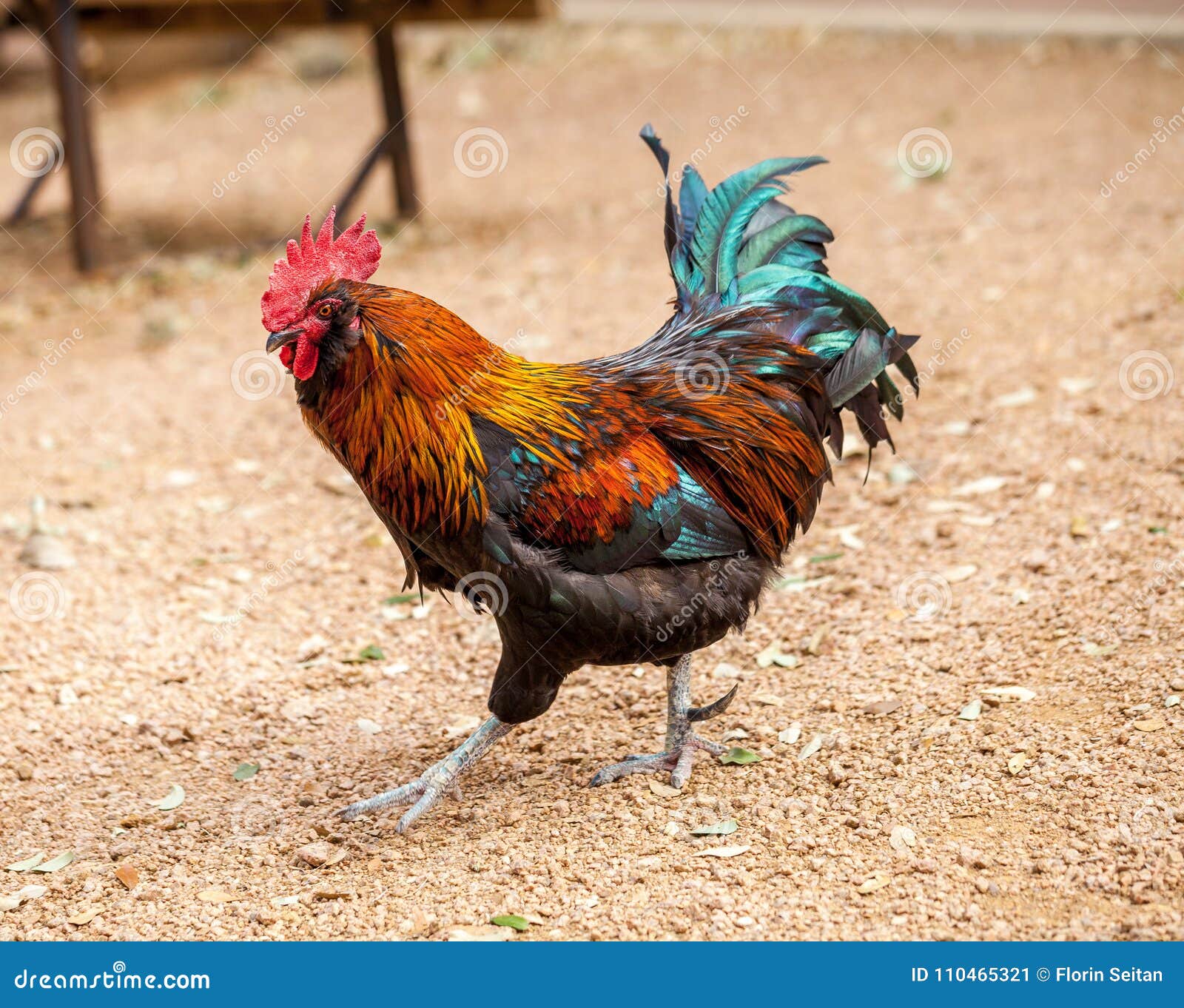 Beautiful Rooster with Red Feathers and Green Tail Stock Image