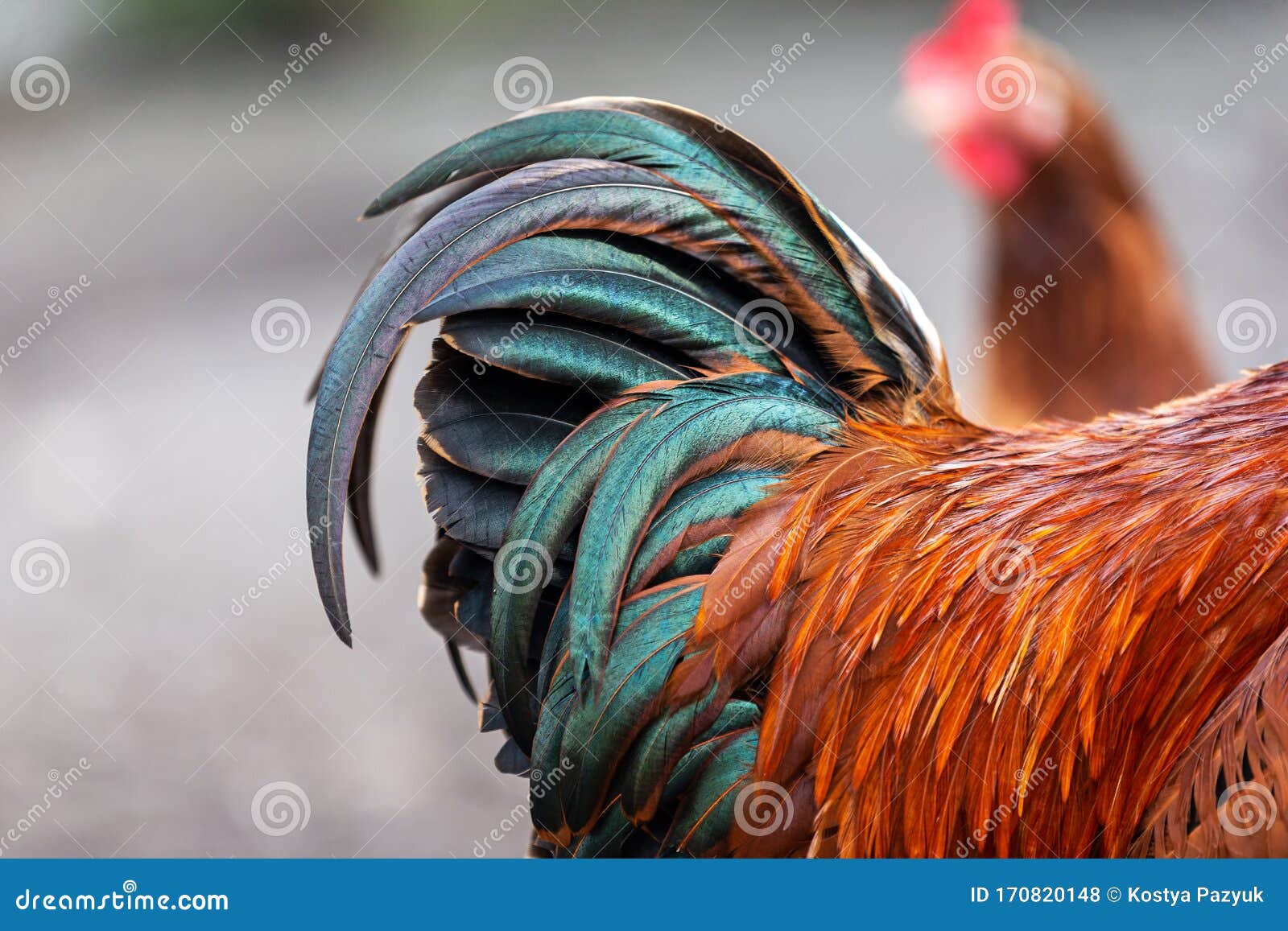 Beautiful Rooster Tail with a Metallic Sheen Stock Photo - Image