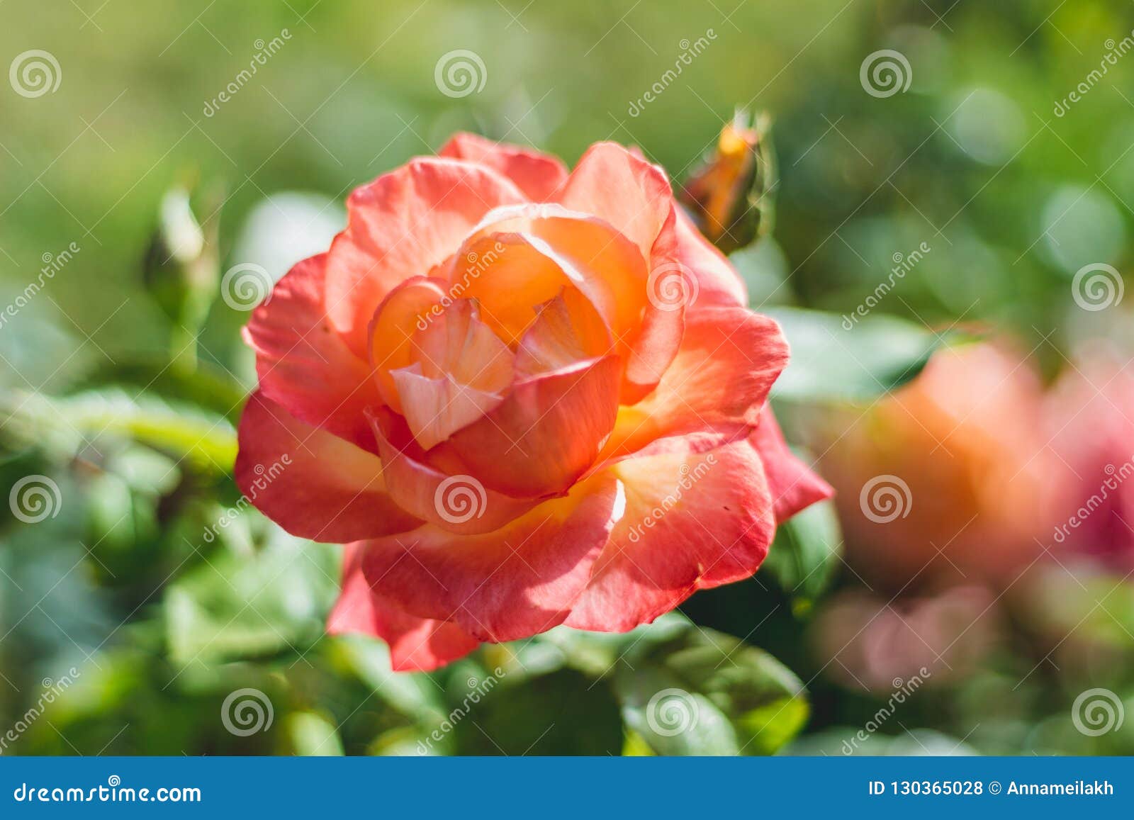 Beautiful Rose in a Bloom. Orange Rose Color Stock Photo - Image of ...