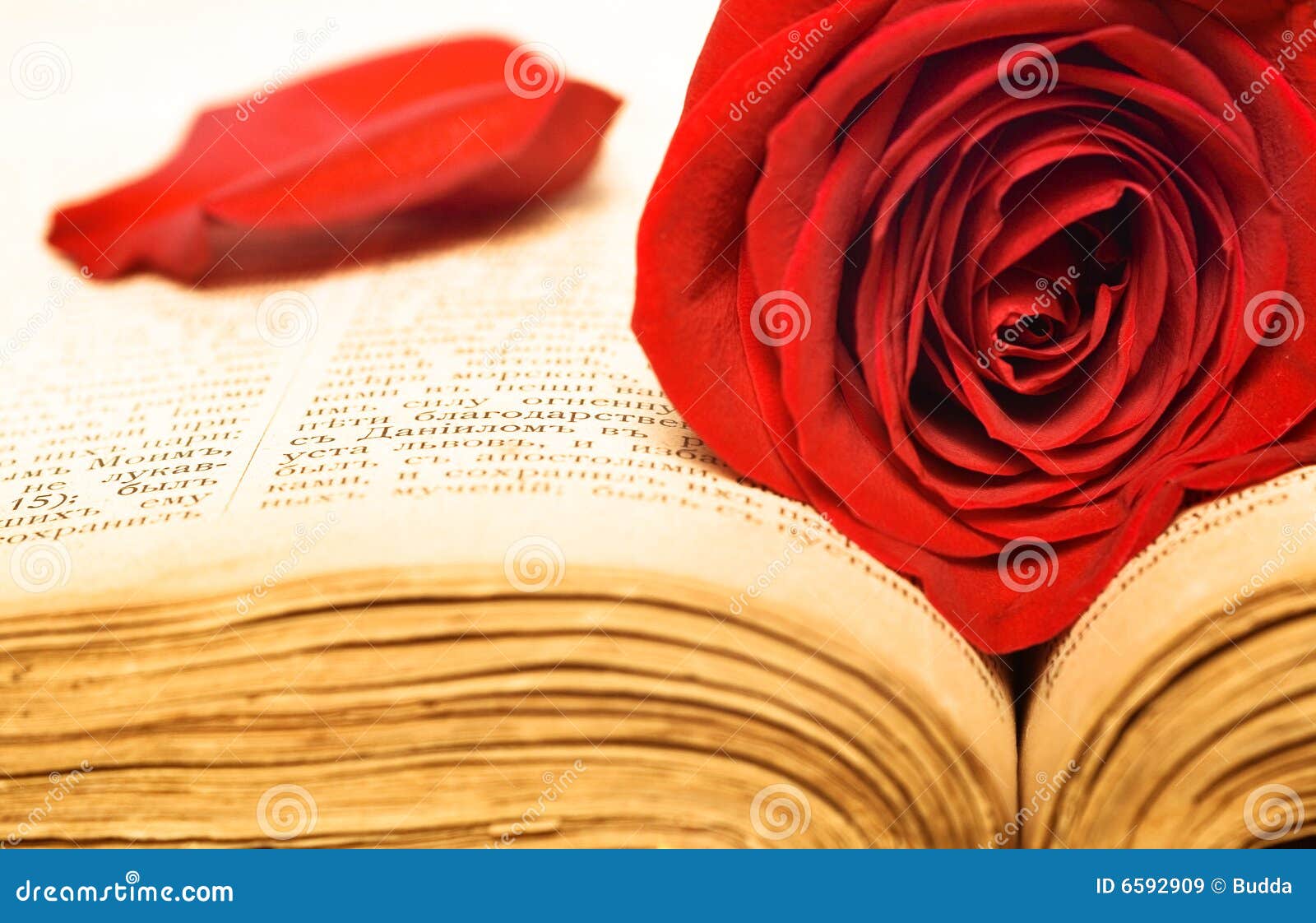 Beautiful rose on book stock image. Image of petals, expression 6592909