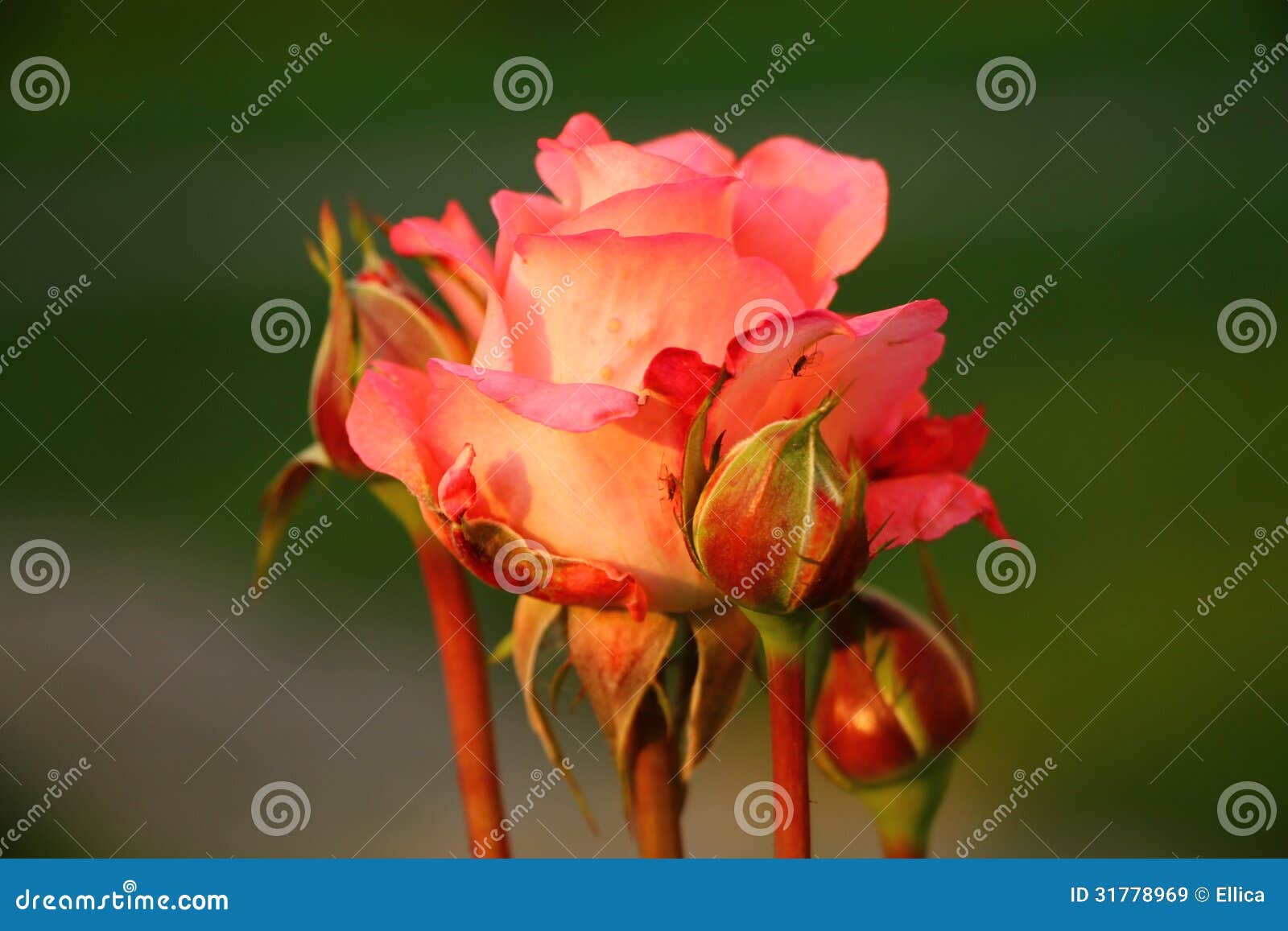 Beautiful rose with buds stock image. Image of buds, garden 31778969