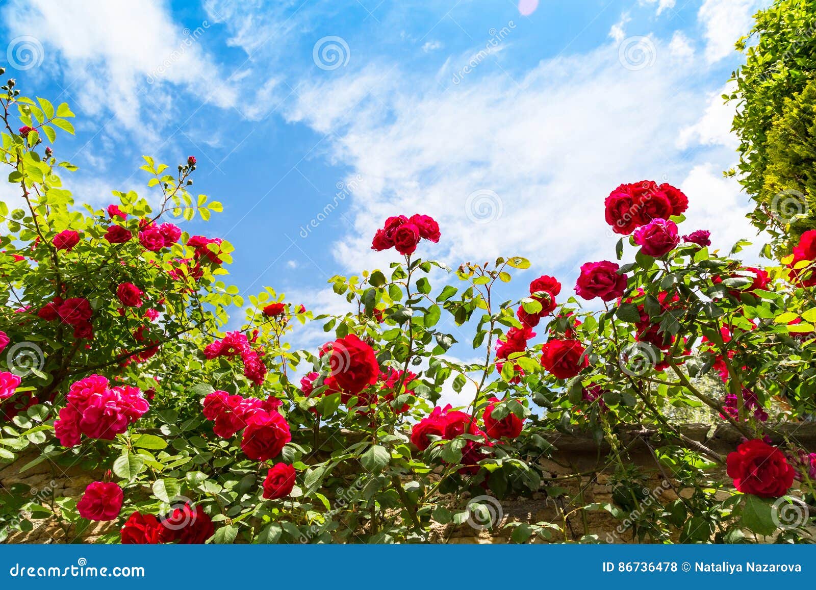 Beautiful Rose Bush Against Blue Sky with Clouds Stock Photo Image of