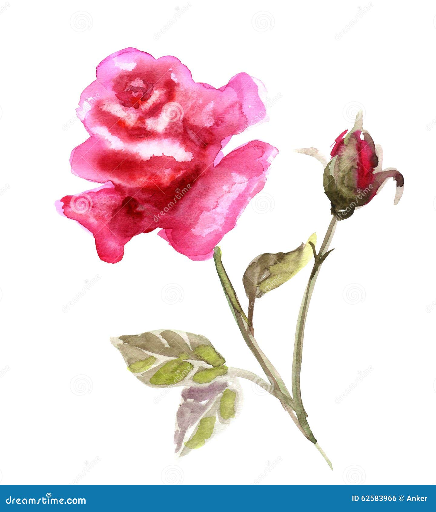 Beautiful Rose flower stock illustration. Illustration of card - 62583966