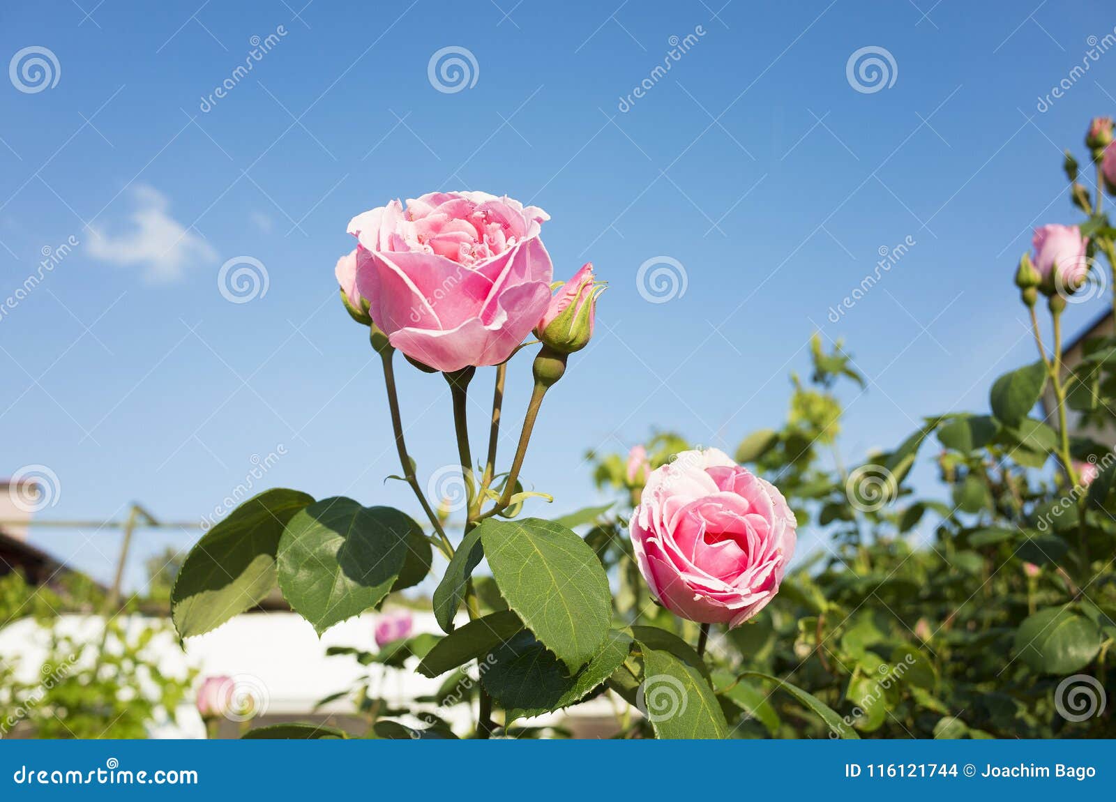 Beautiful Pink Rose Flowers and Blue Sky Stock Photo - Image of details ...