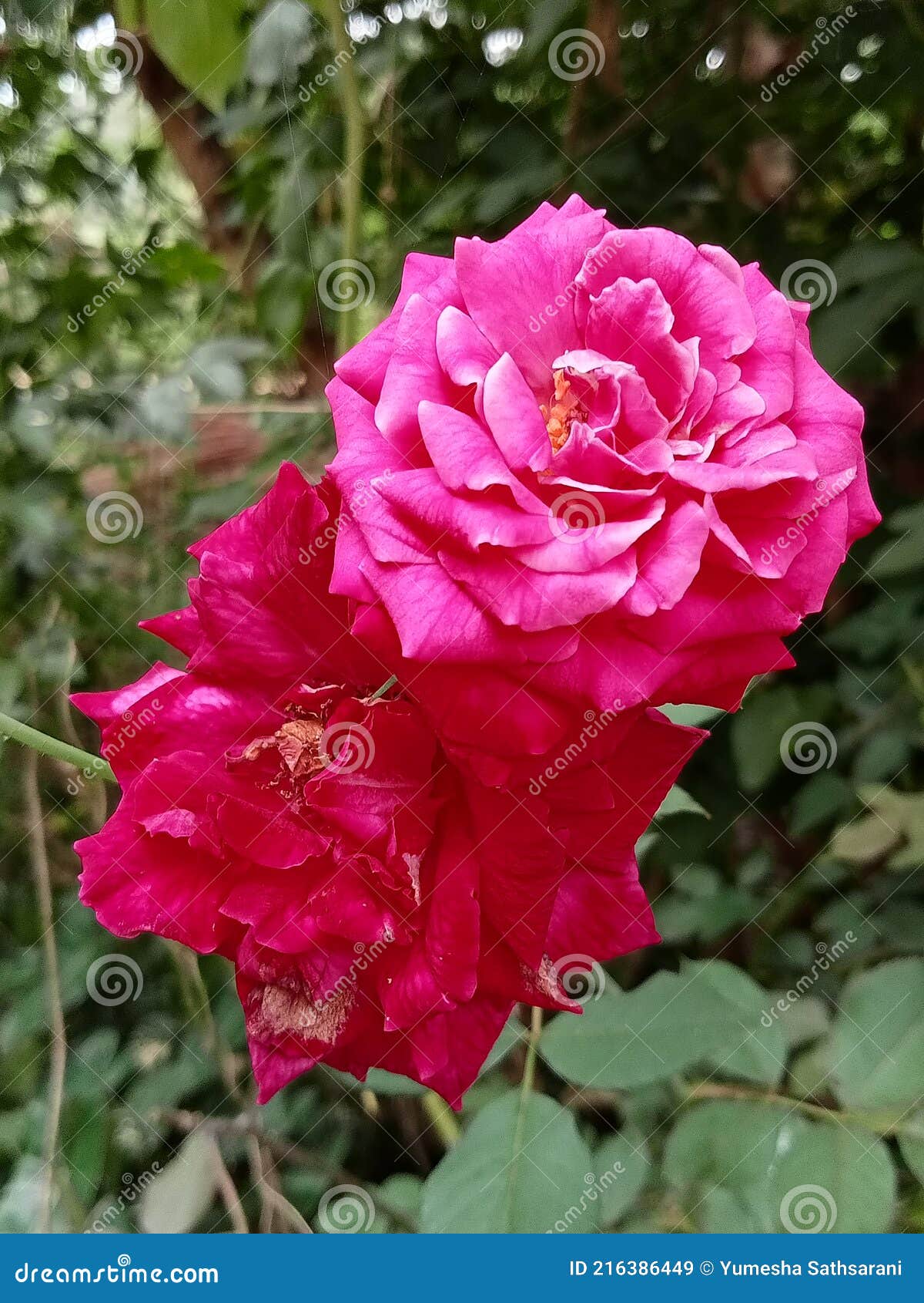 Beautiful Rose Flowers in Sri Lanka Stock Image Image of lanka, rose