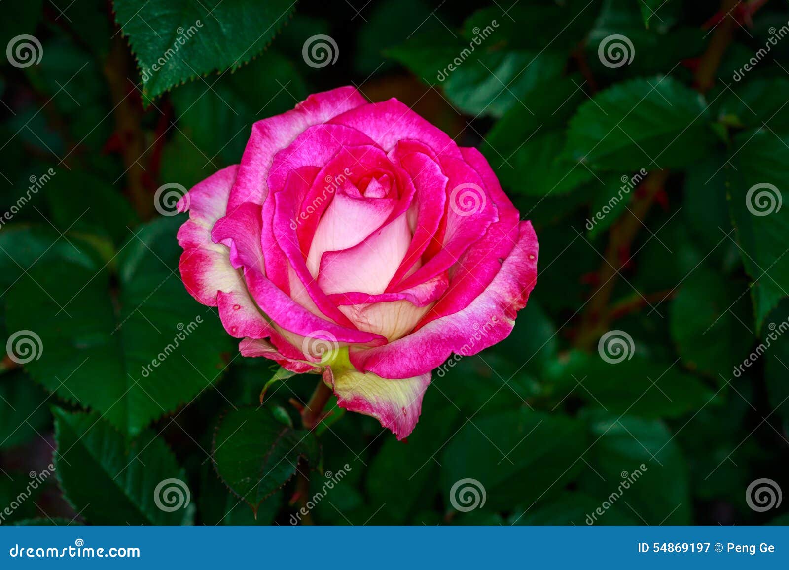 Beautiful Rose In Full Blossom Stock Image Image Of Garden