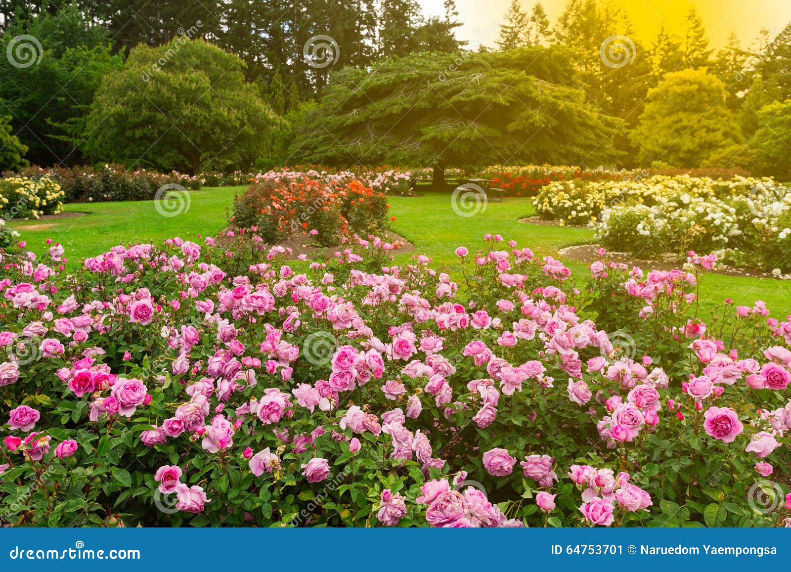 Beautiful rose garden stock image. Image of valentine 64753701
