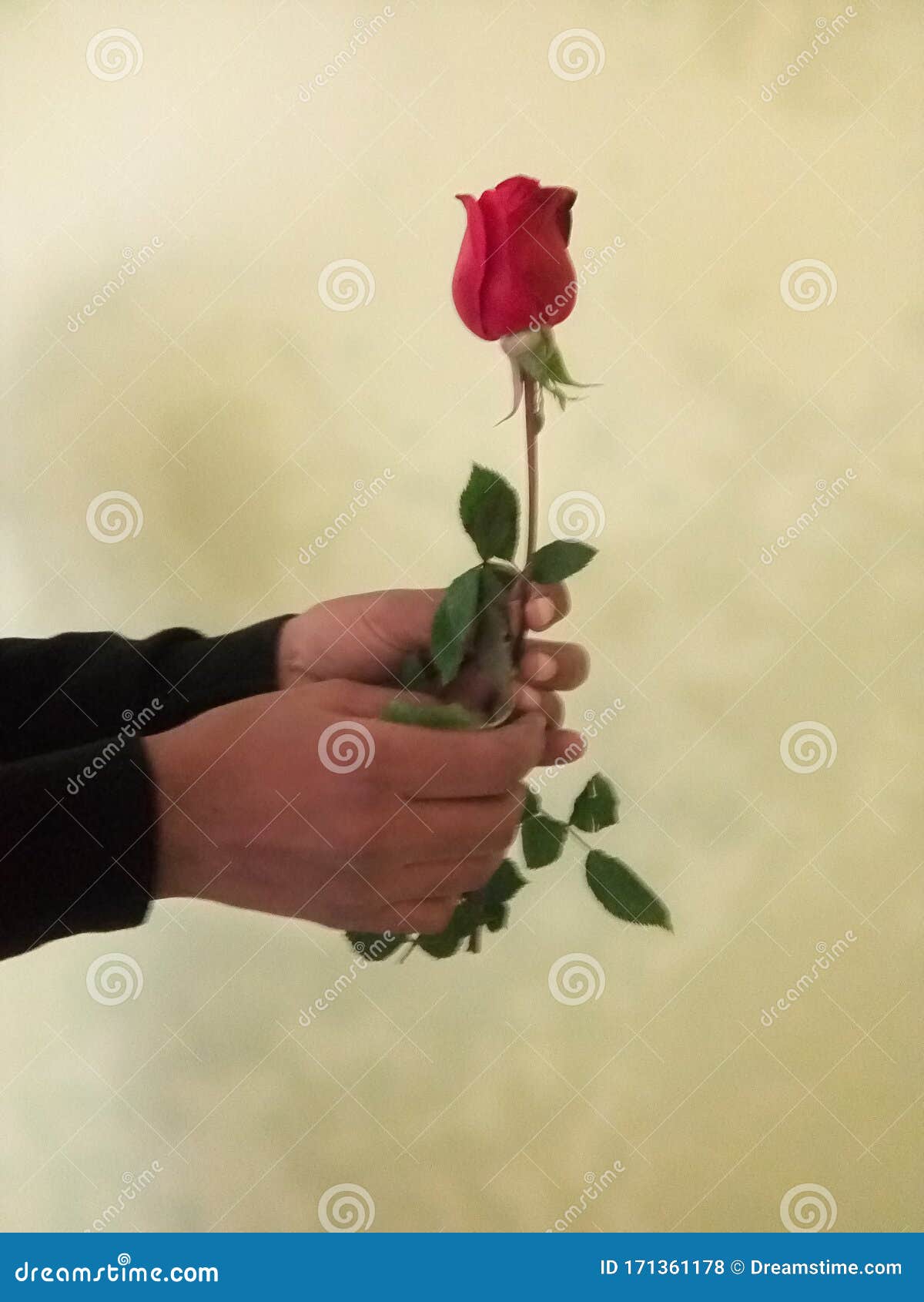 Beautiful Rose Gift for My Love Stock Photo - Image of beautiful, gift:  171361178