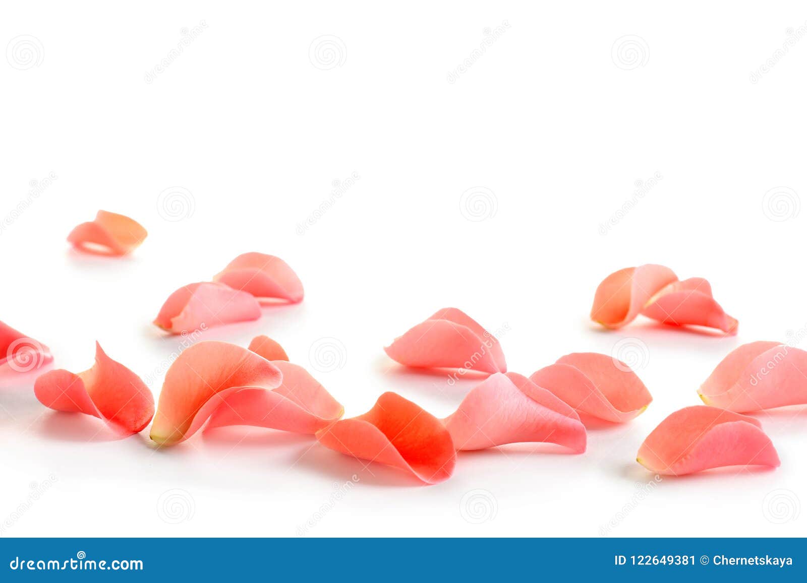 beautiful rose petals