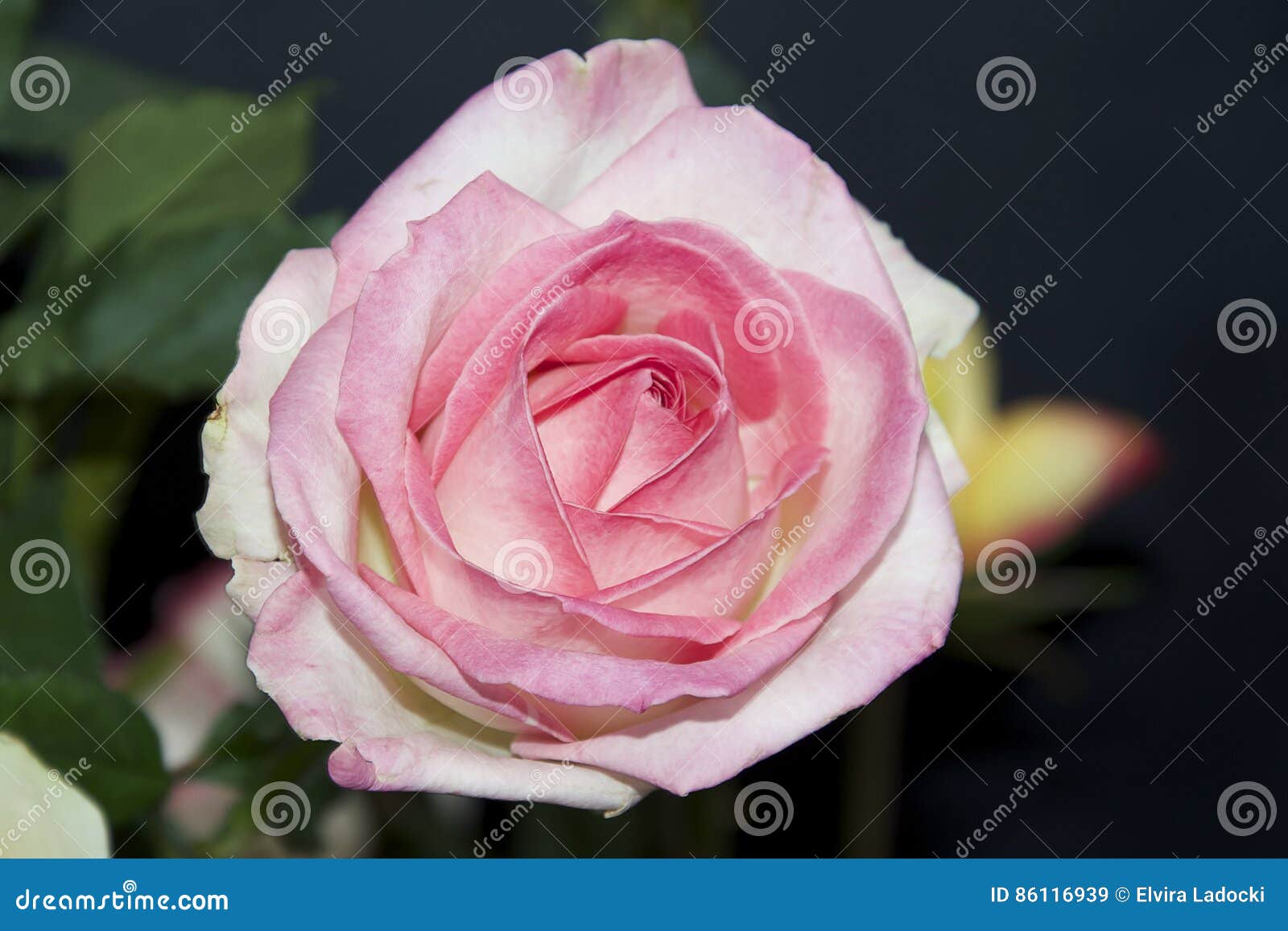 Beautiful rose. Beautiful pink rose close up in the sunshine