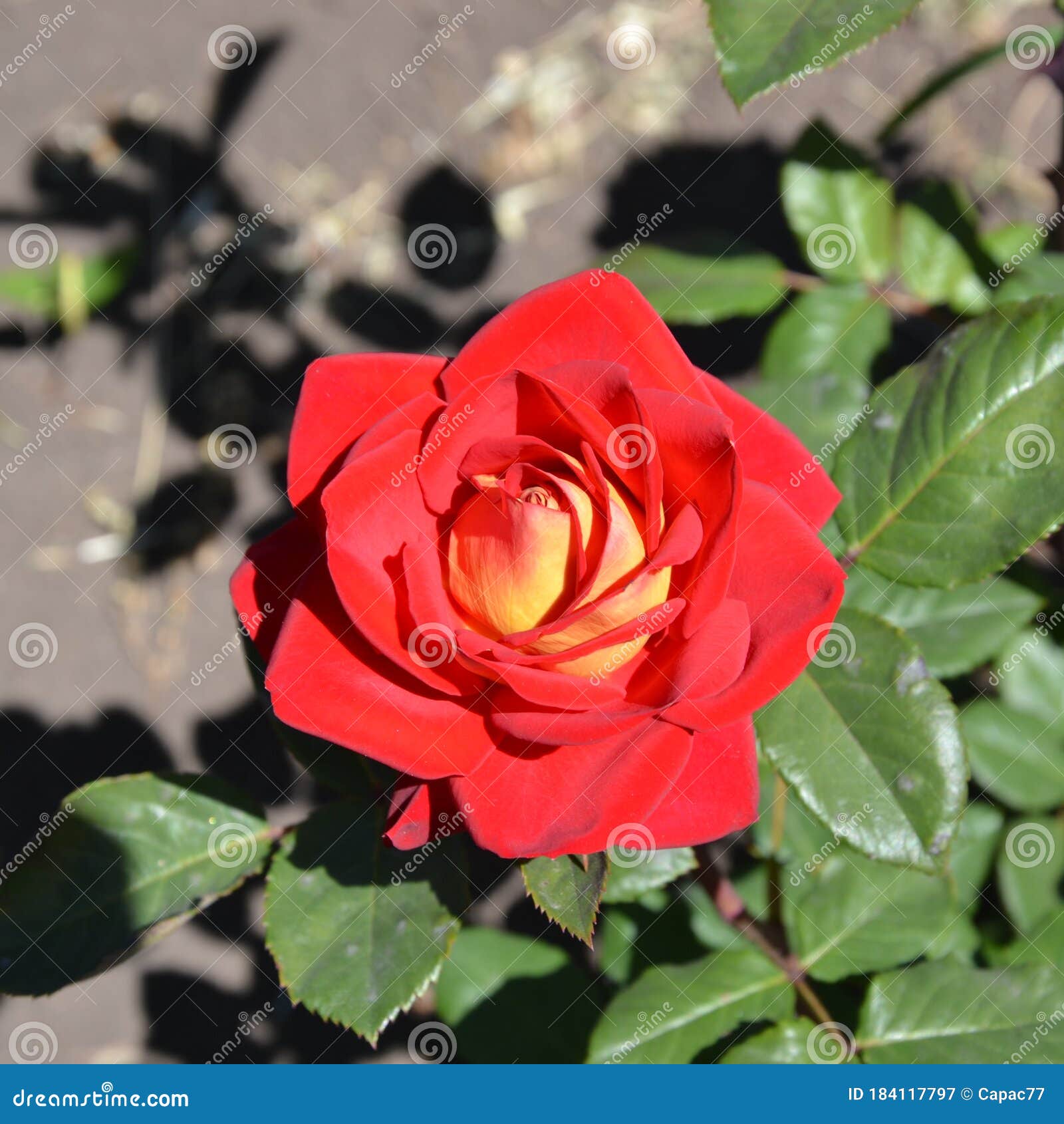 My Image 17